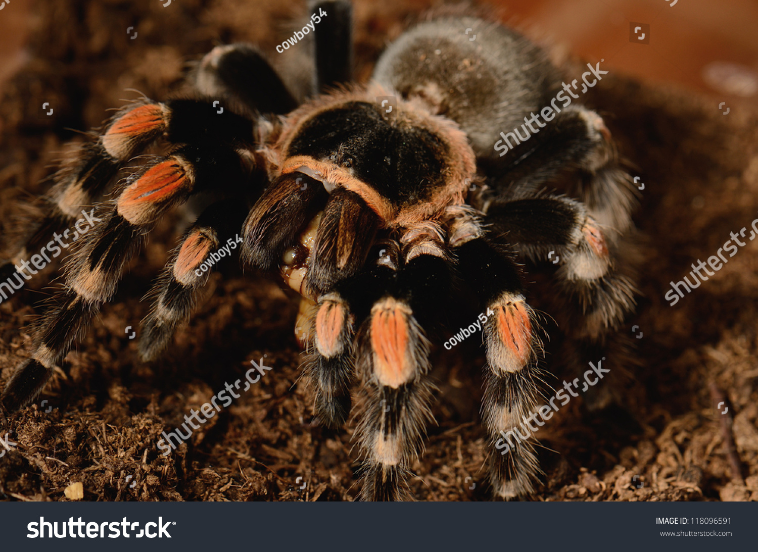 Beautiful Mature Female Mexican Red Knee Tarantula (Brachypelma Smithi ...