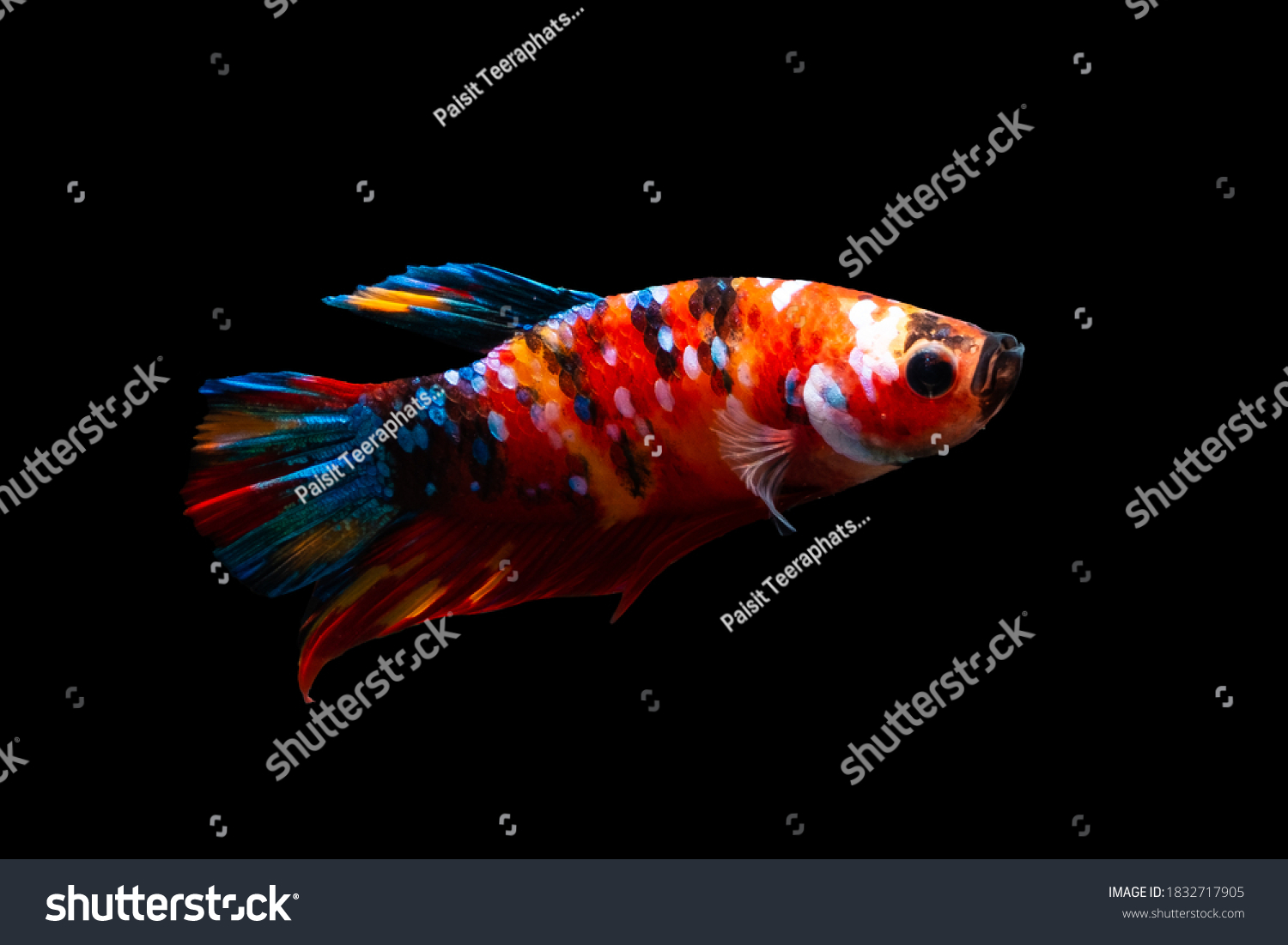 2,687 Koi betta Images, Stock Photos & Vectors | Shutterstock