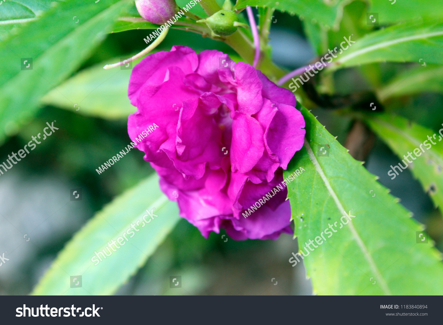 Beautiful Natureblooming Pink Violet Colour Impatiens Stock Photo Edit Now 1183840894