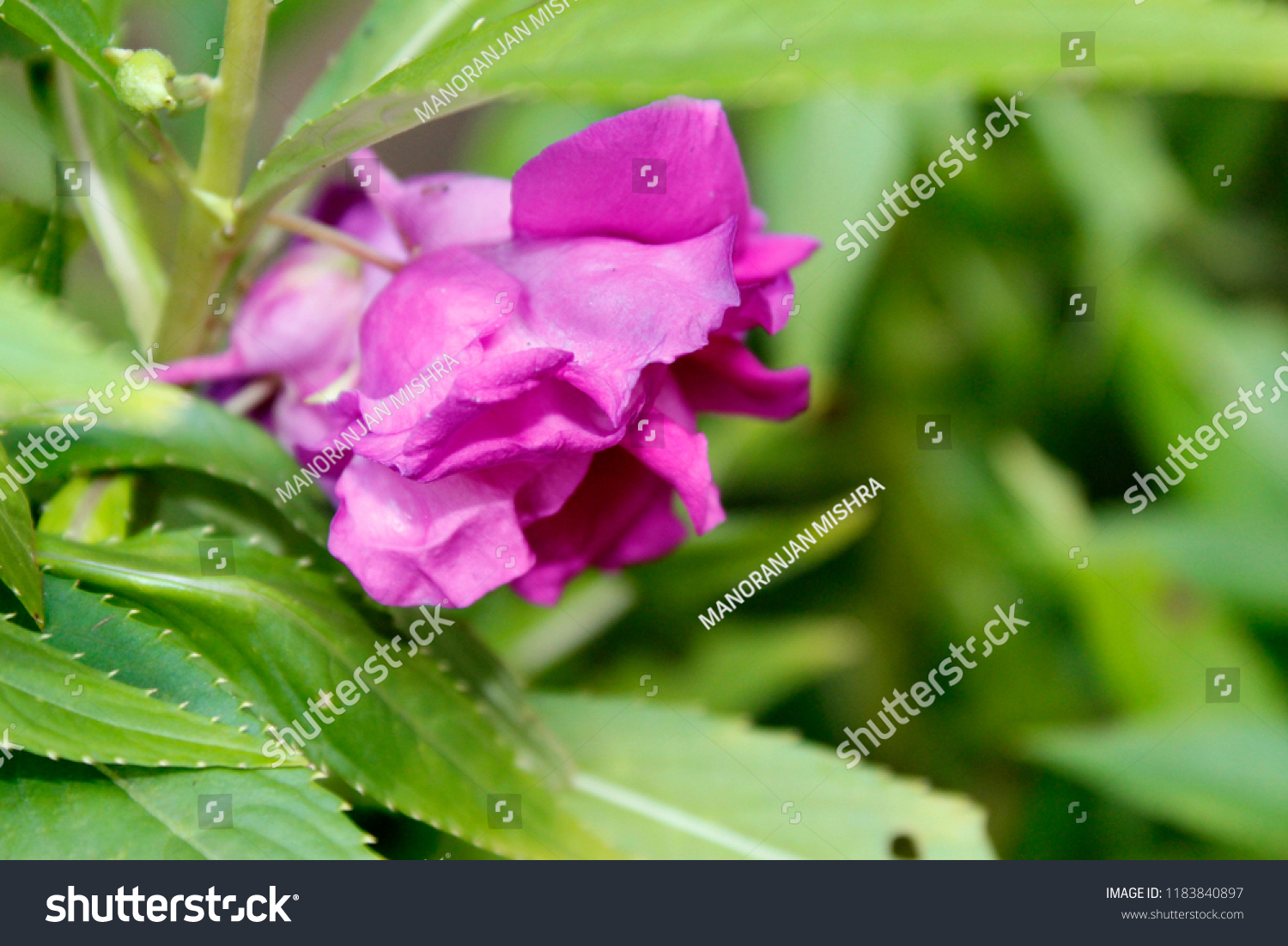 Beautiful Natureblooming Pink Violet Colour Impatiens Stock Photo Edit Now 1183840897