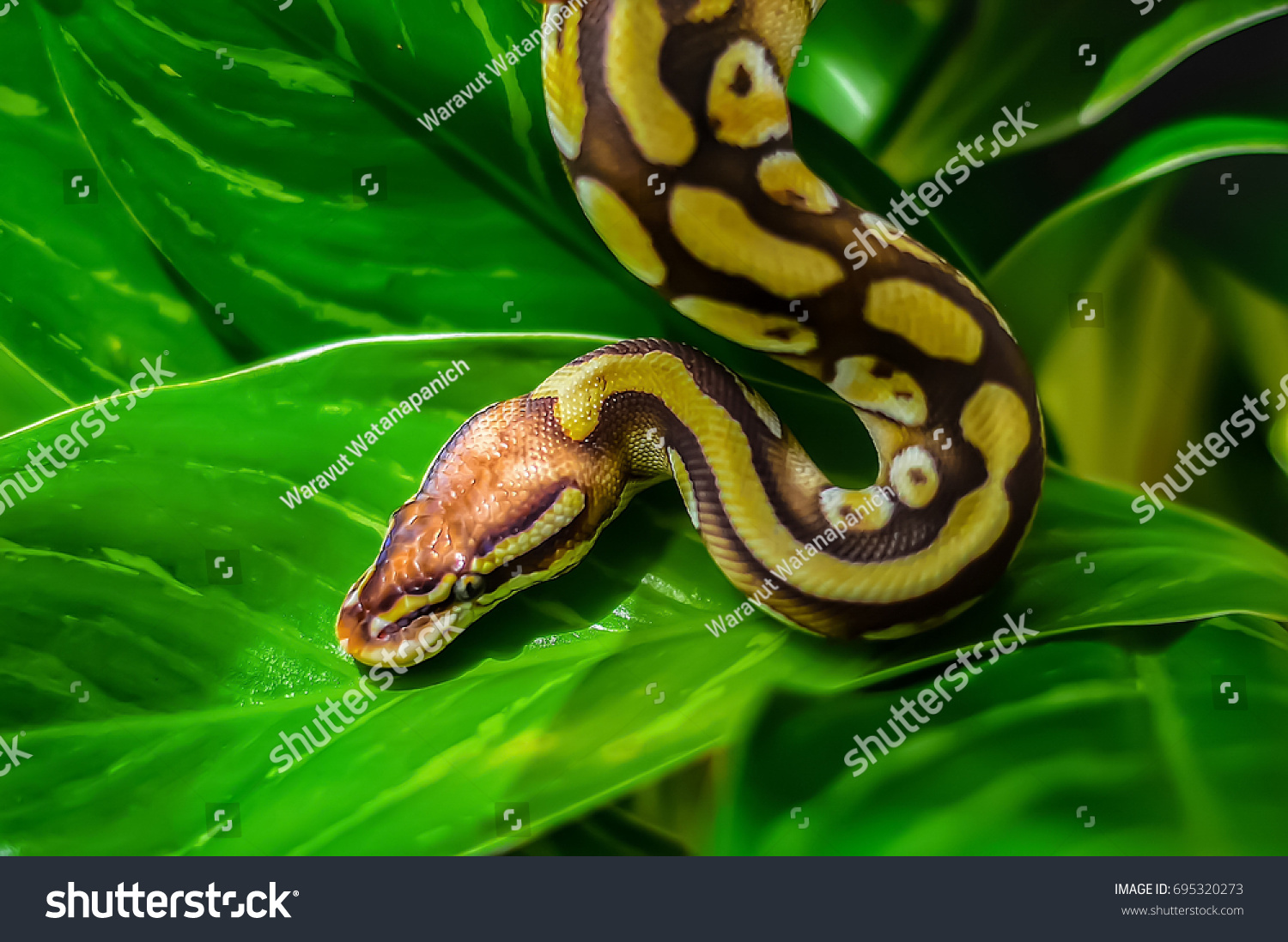 緑の葉の上に美しい自然のシーンボールパイソンヘビ Python Regius 目