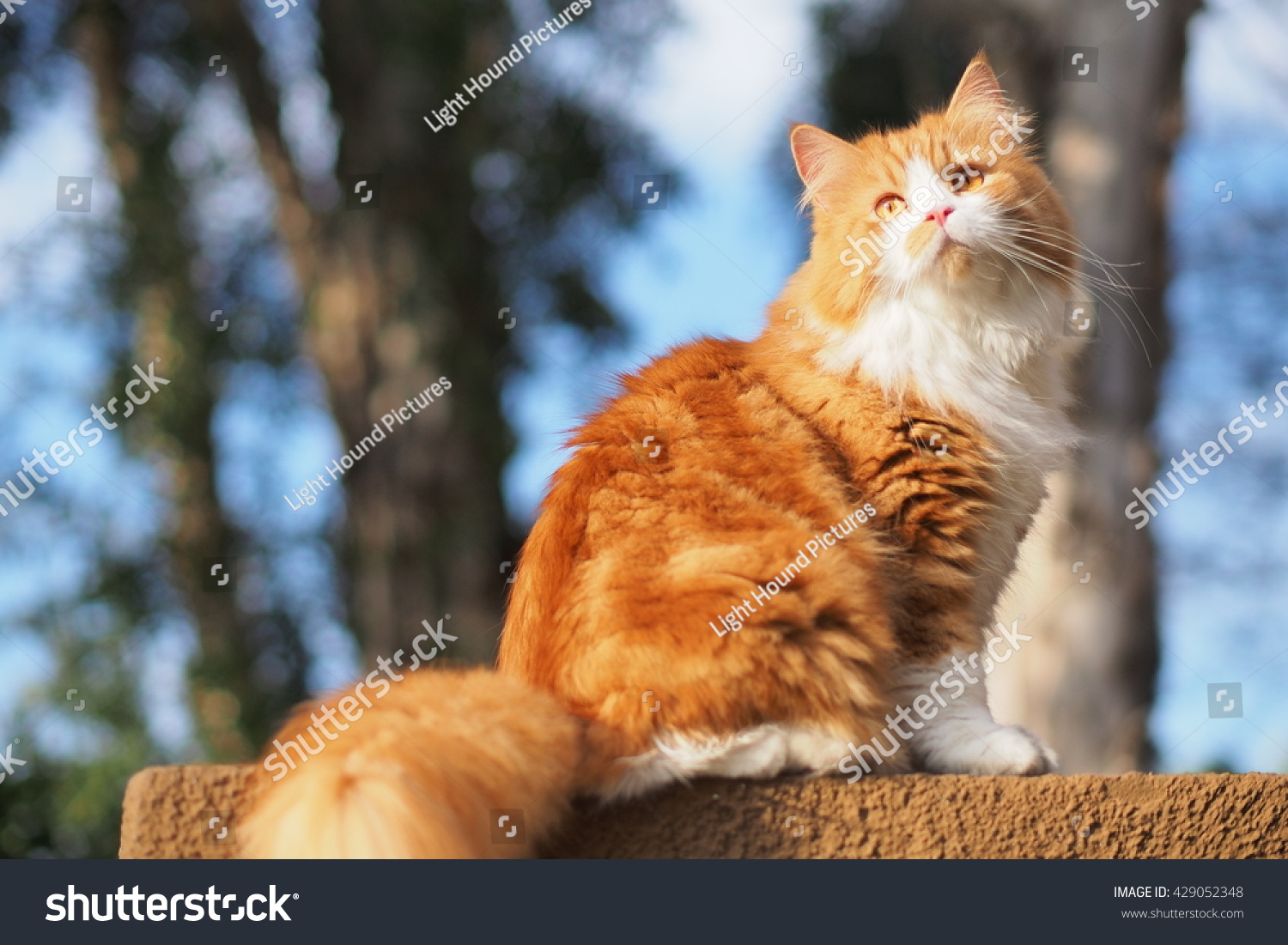 Beautiful Orange Long Haired Bi Color Stock Photo Edit Now 429052348