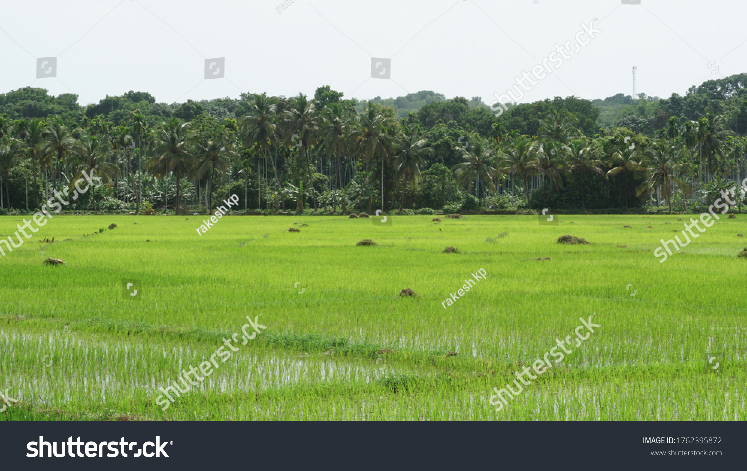 Beautiful Paddy Field Thaliparamba Kannur Agriculture Stock Photo ...