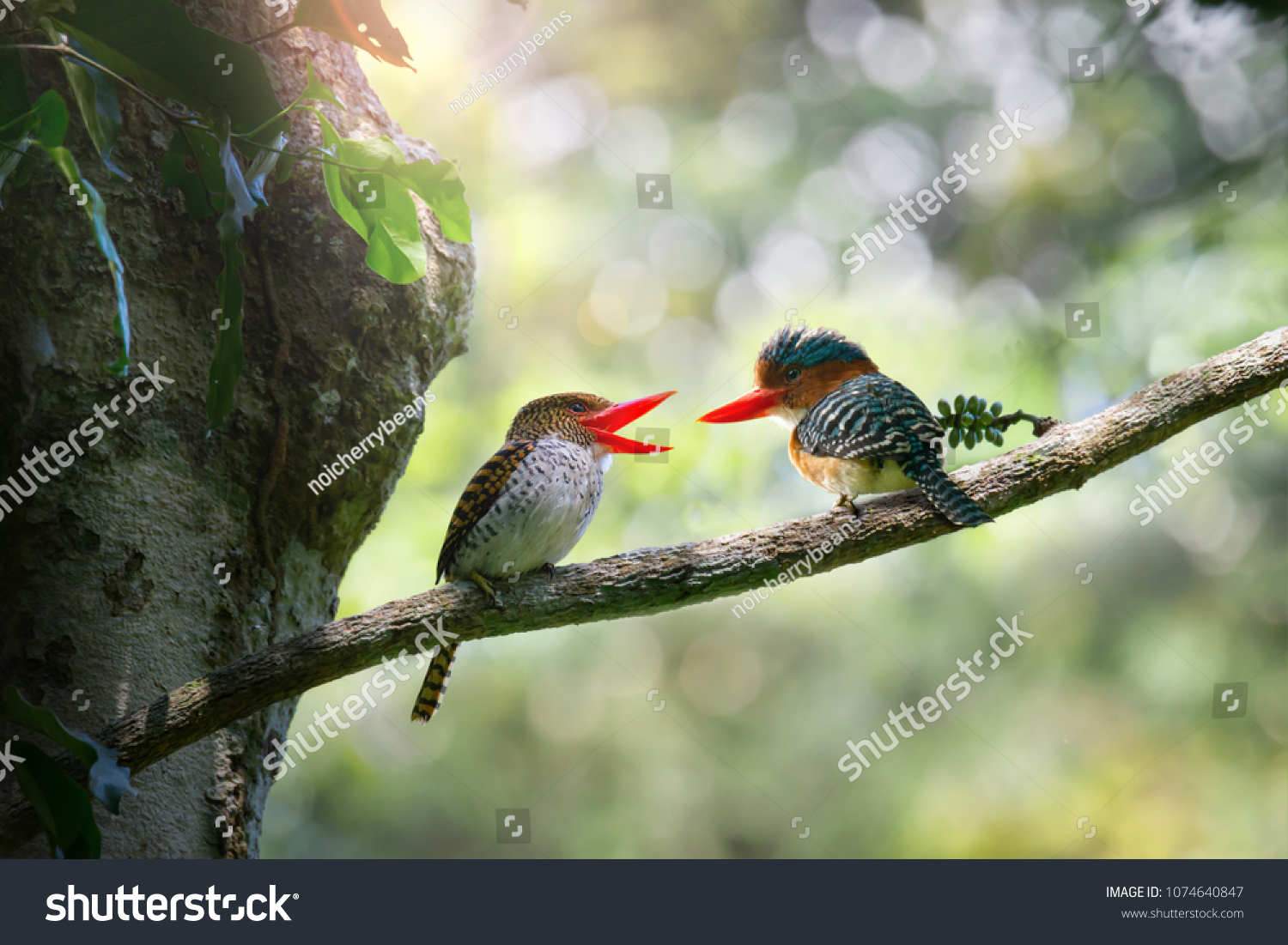 ボケの森の背景に 歌を歌い 顔を見合わせた美しいバンディング キングフィッシャー 鳥が恋に落ちる の写真素材 今すぐ編集