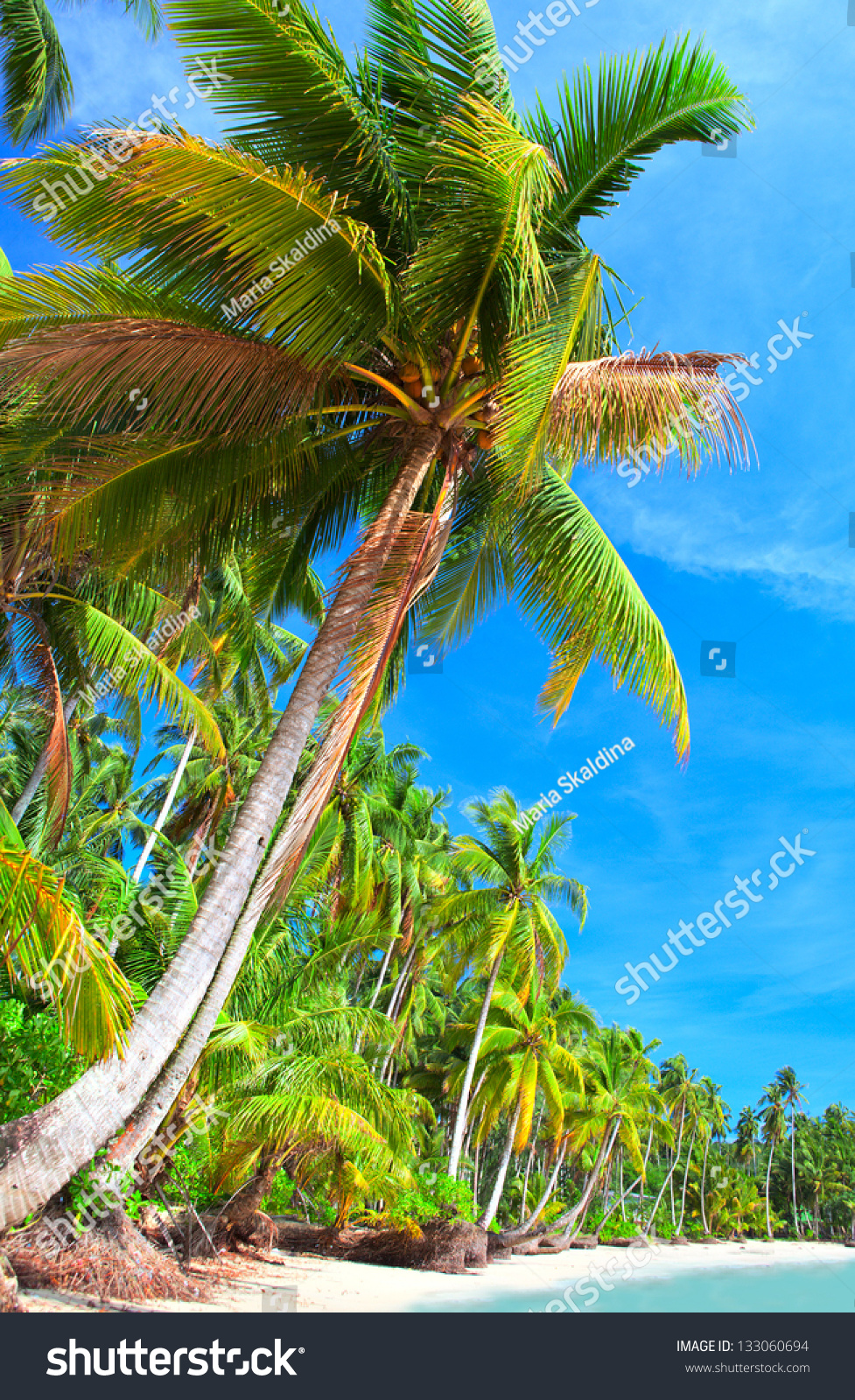 Beautiful Palm Tree On The Beach. Dream Vacation Scene. Stock Photo ...