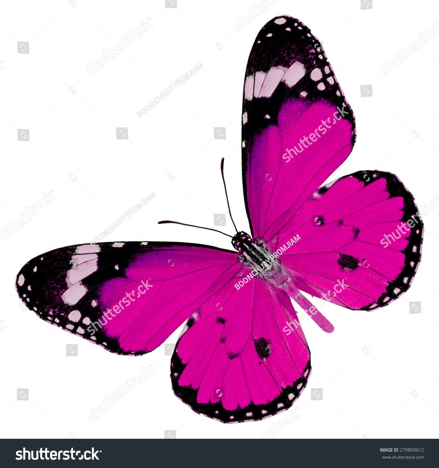 Beautiful Pink Butterfly Upper Wing Profile Isolated On White ...