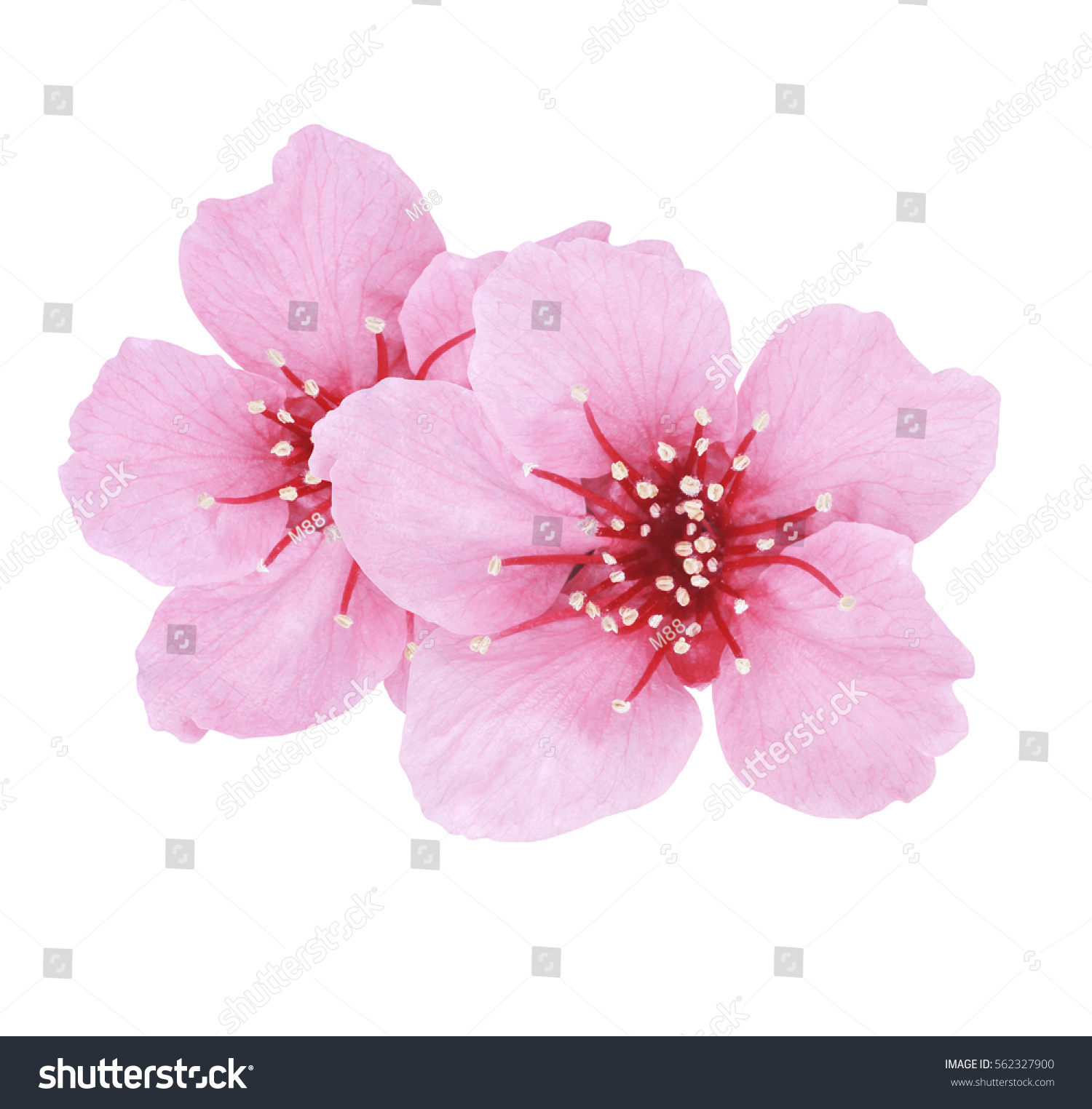 192,856 Cherry blossom flower isolated Images, Stock Photos & Vectors ...