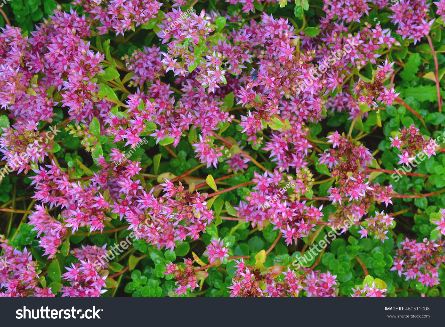 Beautiful Pink Dragons Blood Stonecrop Sedum Stock Photo Edit Now