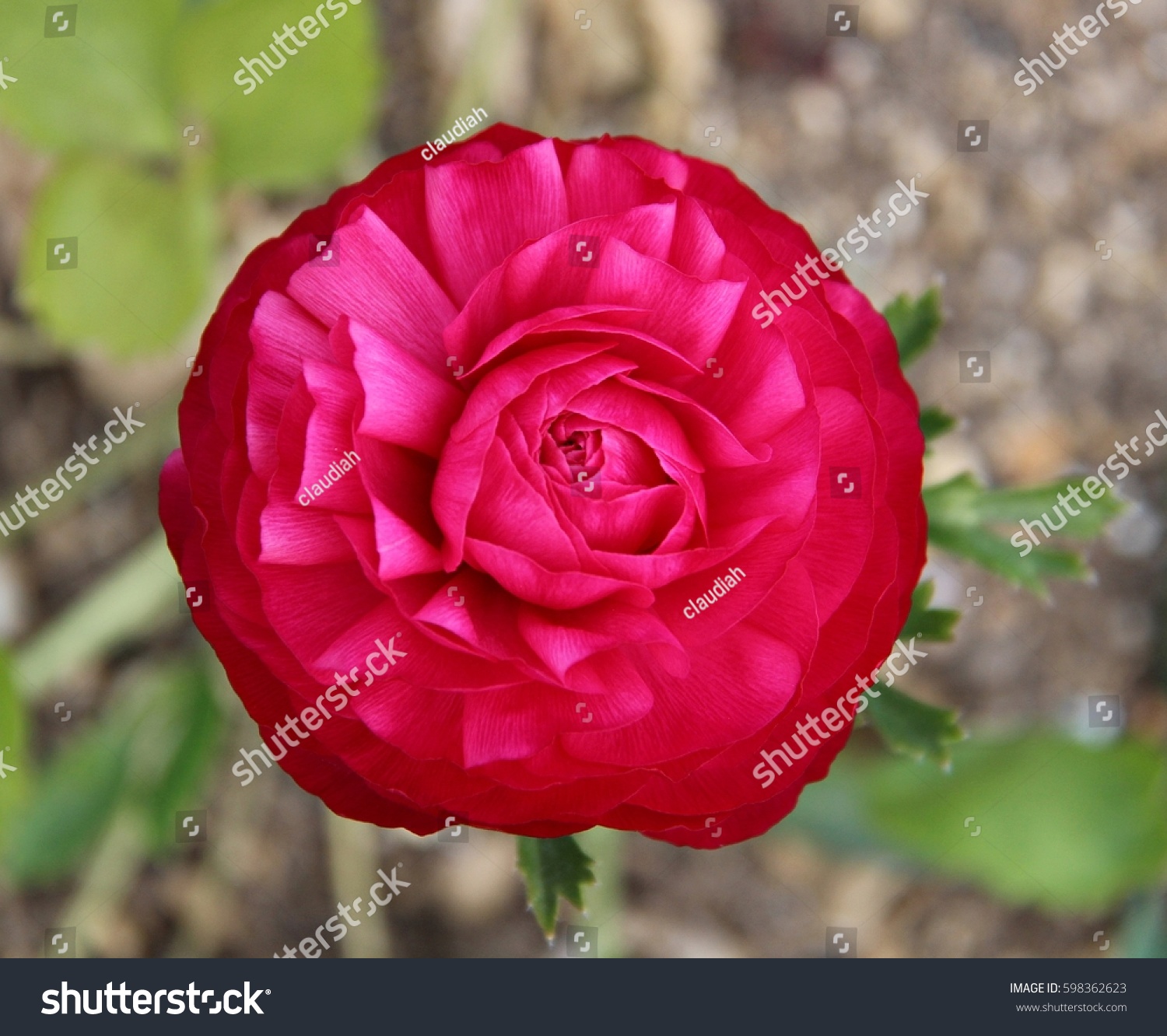 25 Giant Tecolote Ranunculus Images, Stock Photos & Vectors | Shutterstock