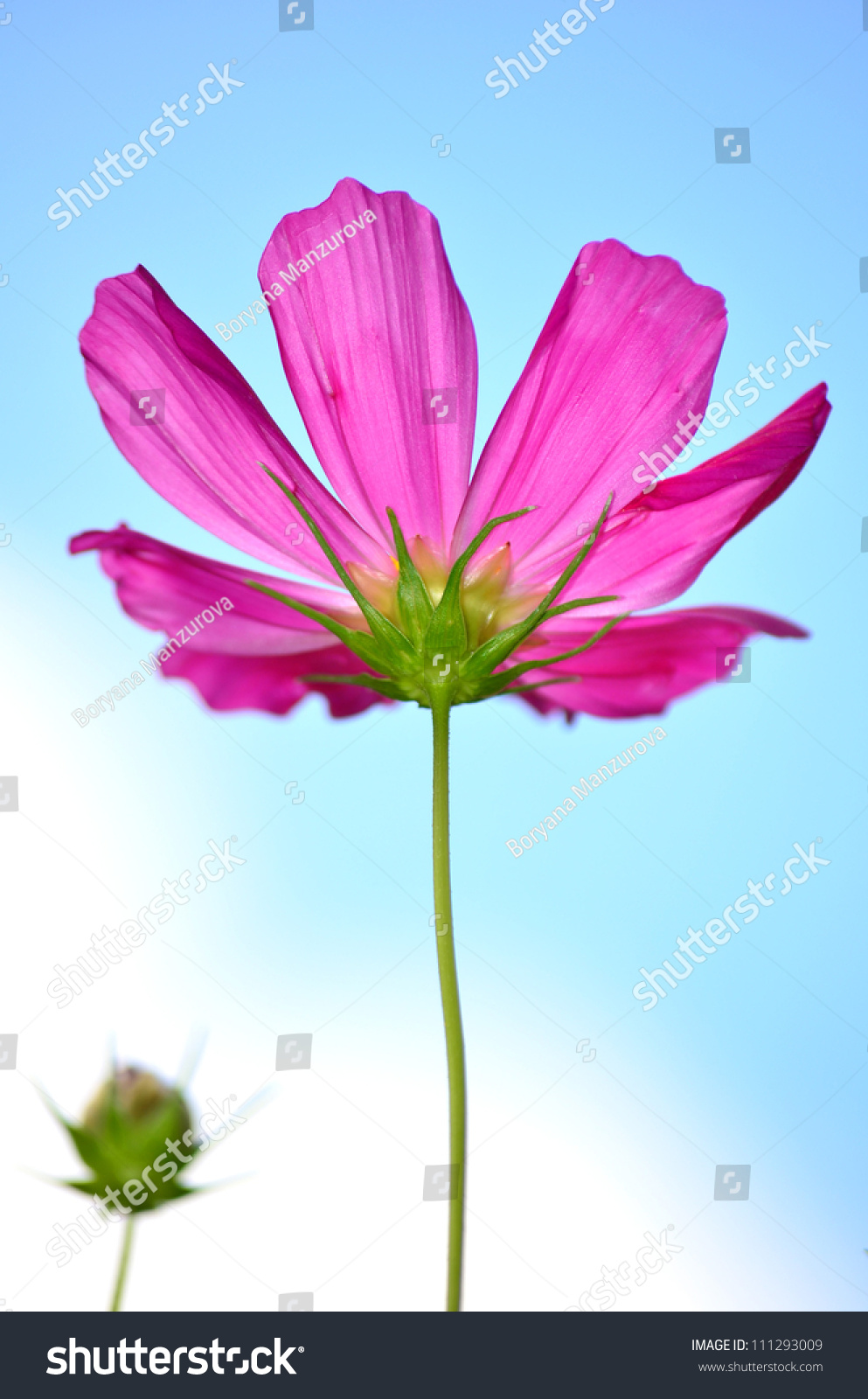 Pistil Cosmos, The - Wandering In The Dark Pistil Cosmos, The - Wandering In The Dark