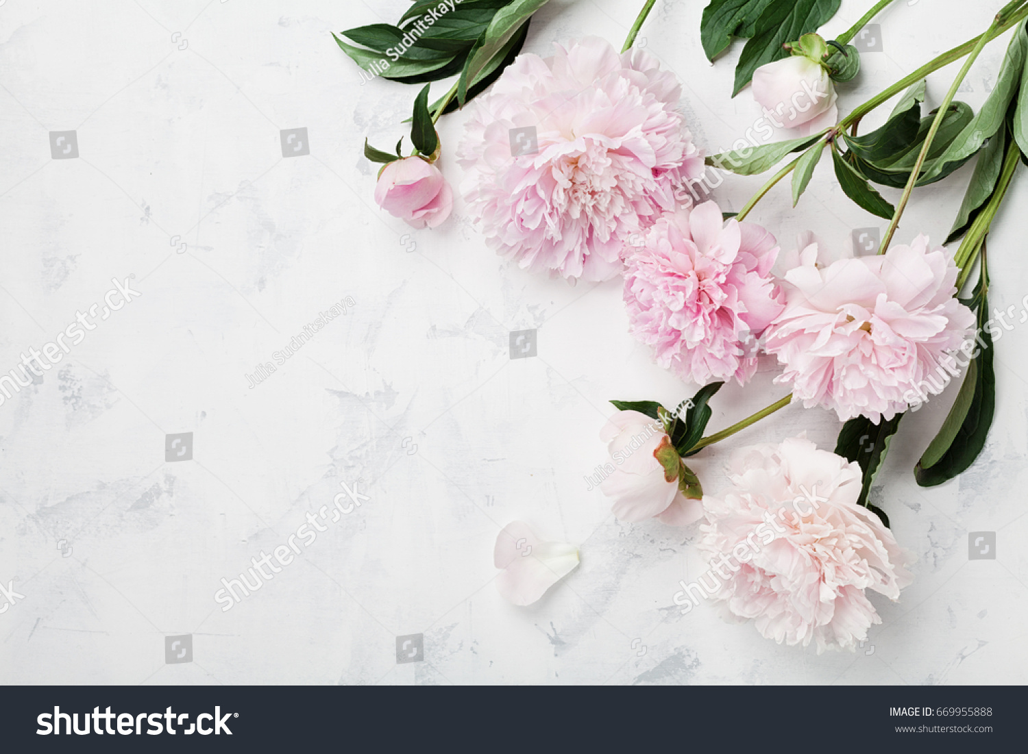 Beautiful Pink Peony Flowers On White Stock Photo 669955888 | Shutterstock