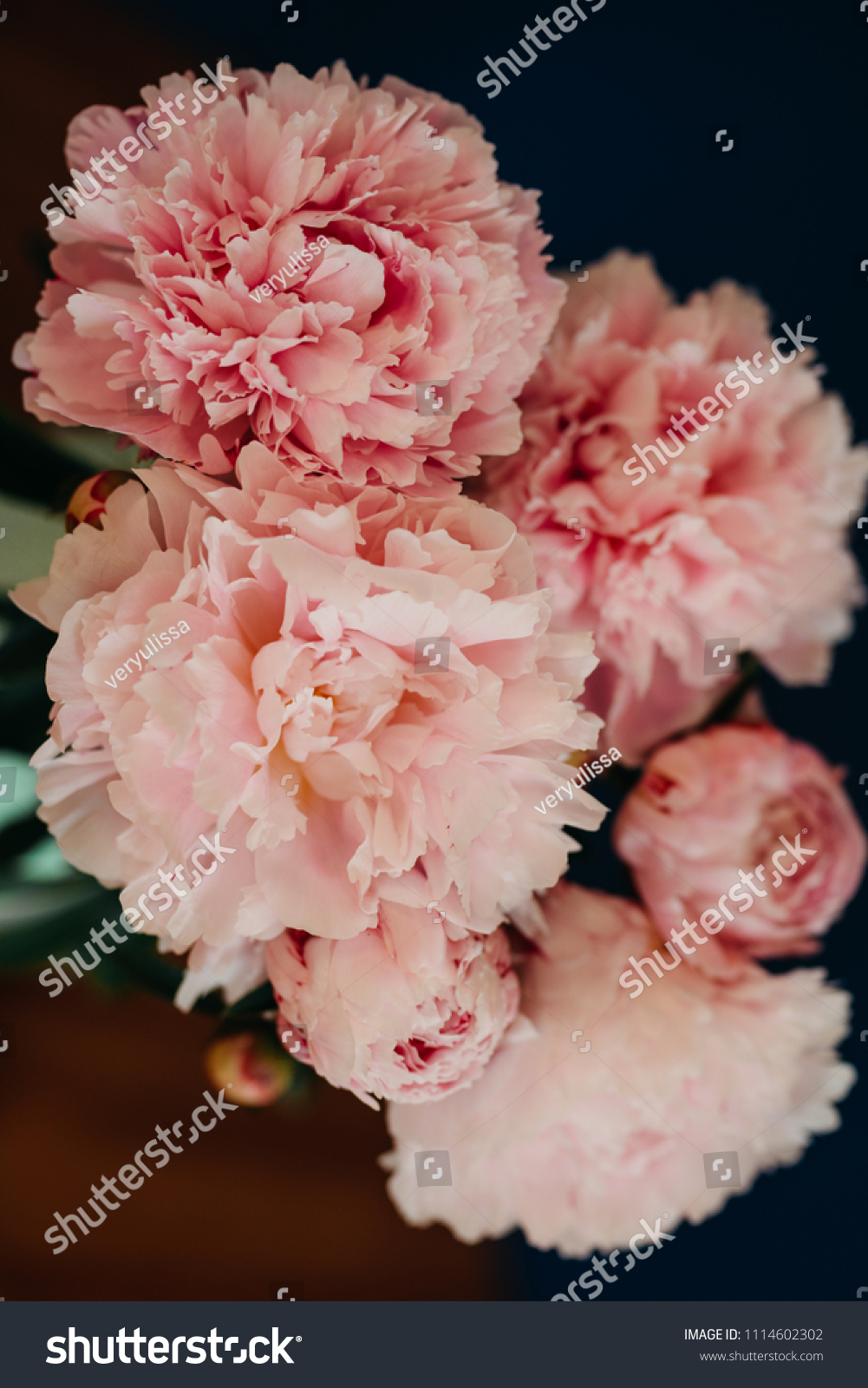 Beautiful Pink Peonys On Dark Blau Stock Photo Edit Now