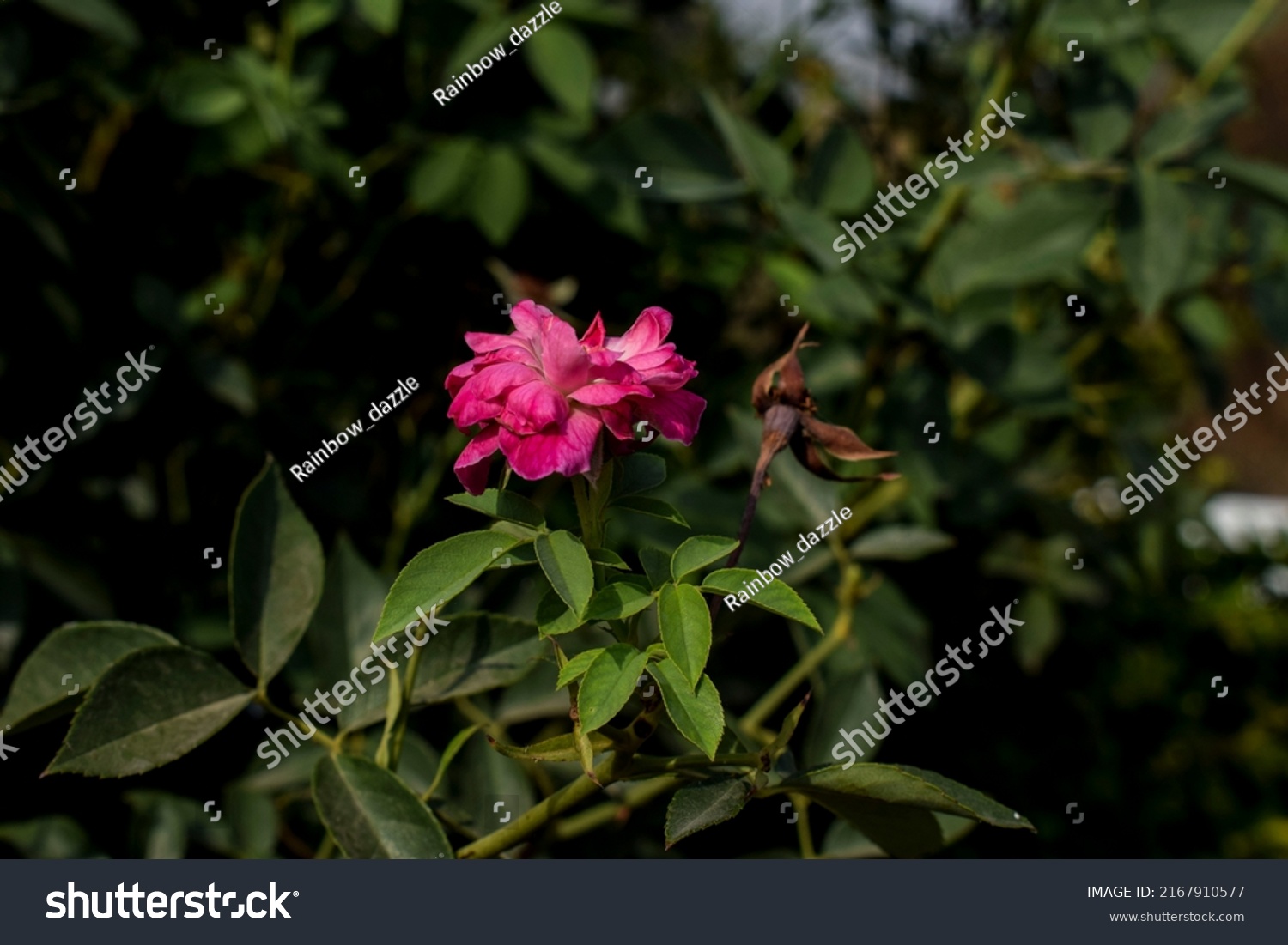 520 Desi rose Images, Stock Photos & Vectors Shutterstock