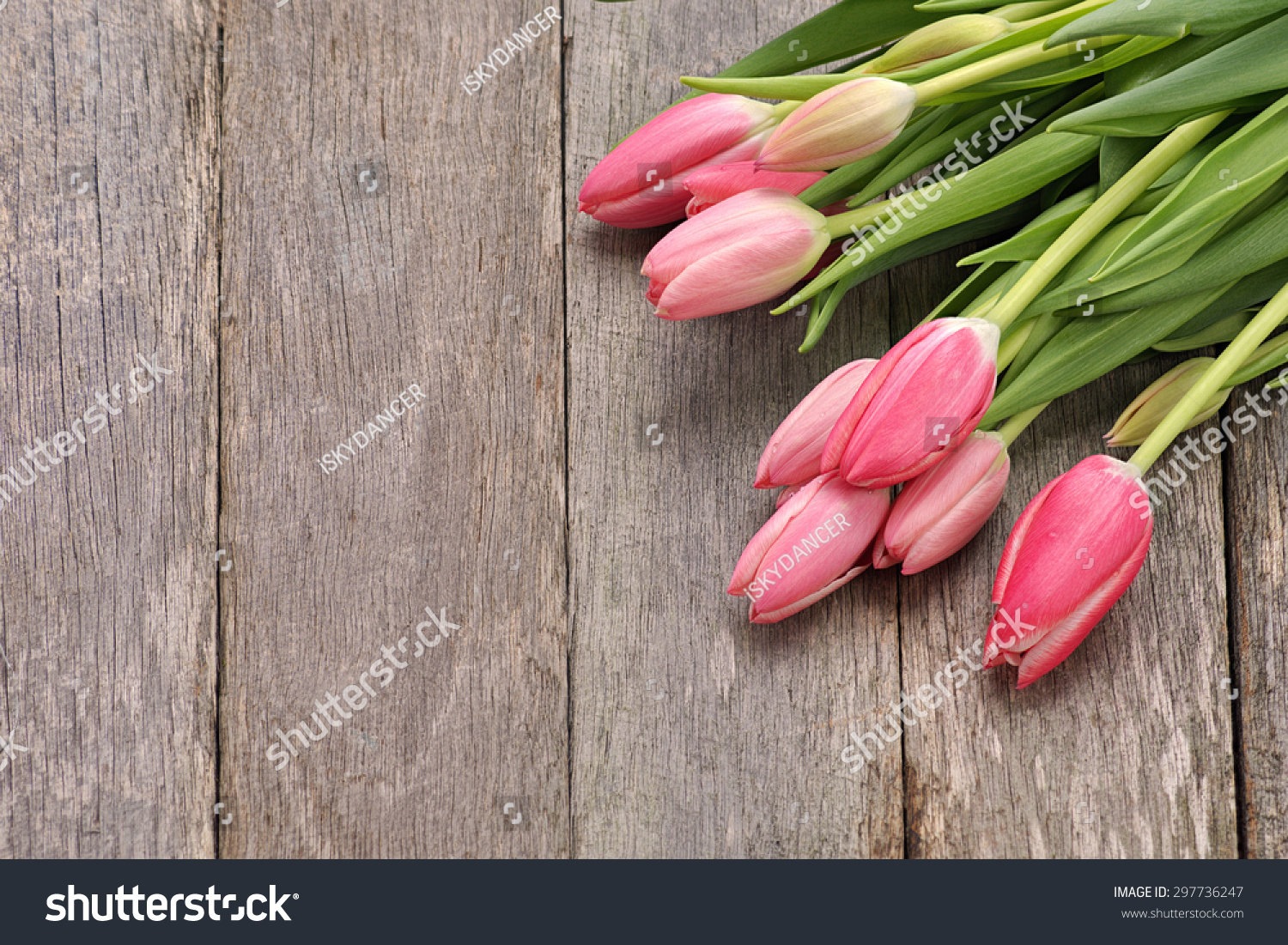 Beautiful Pink Tulip Flowers Leaved Place Stock Photo Edit Now 297736247