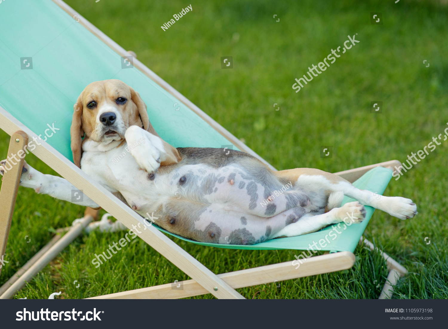 3-640-female-dog-pregnant-images-stock-photos-vectors-shutterstock