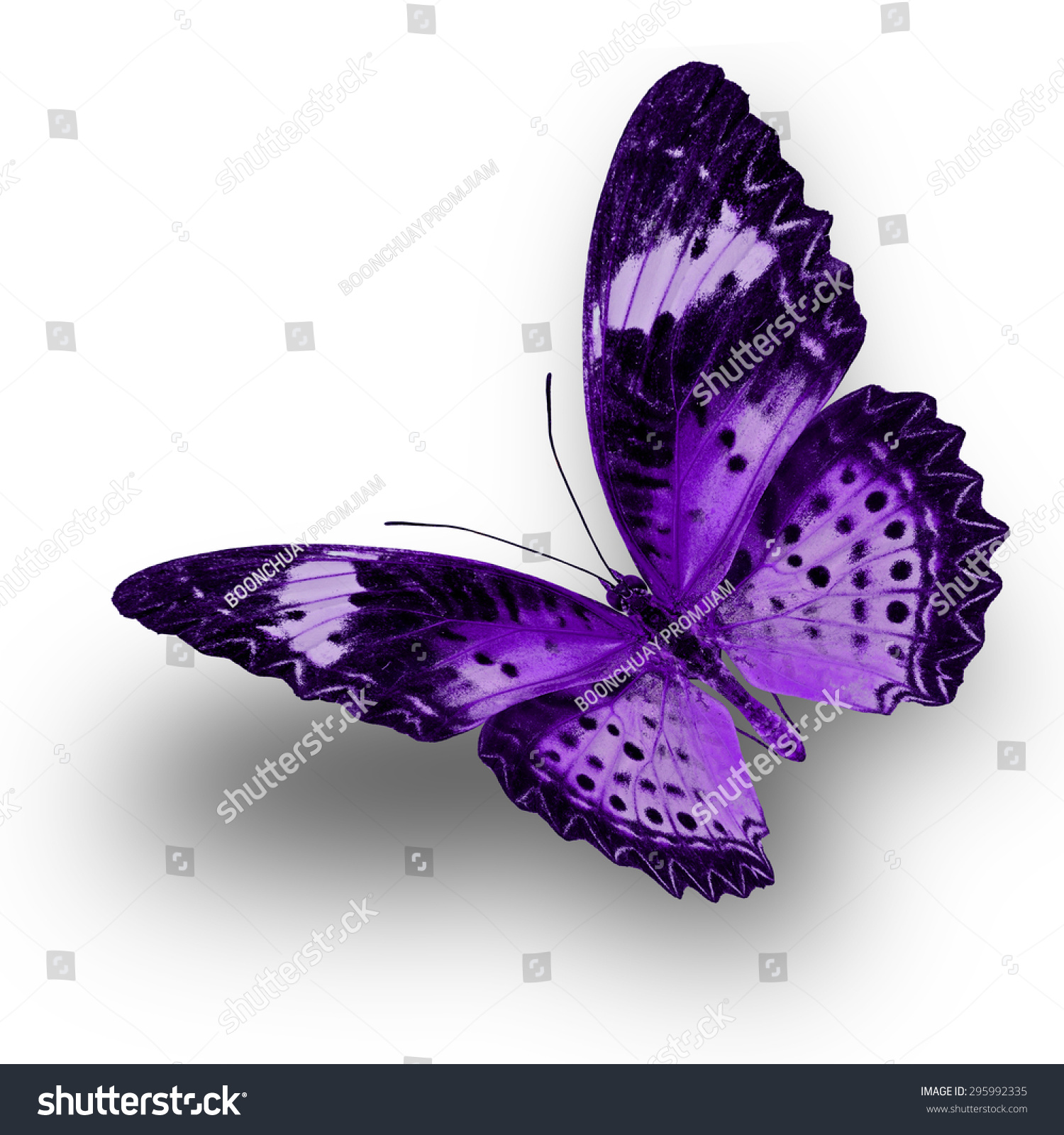 Beautiful Purple Butterfly Upper Wing Profile Stock Photo ...