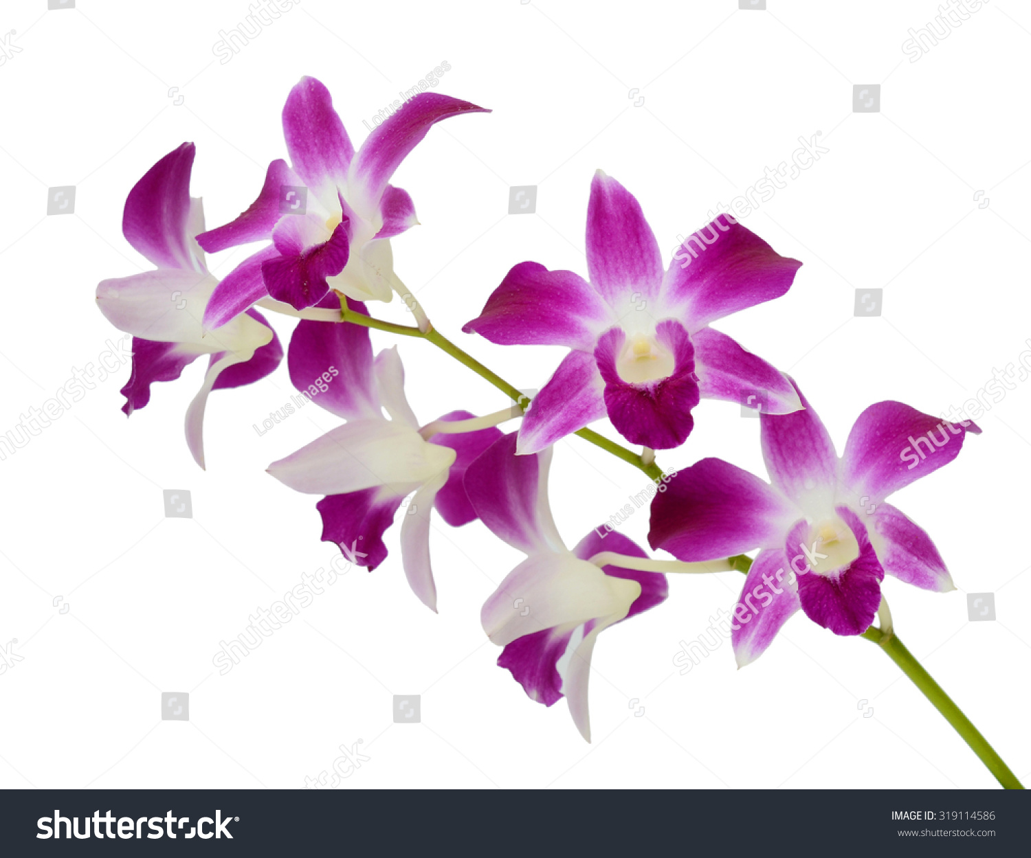 Beautiful Purple Dendrobium Orchids Flowers Isolated Stock Photo Edit Now 319114586