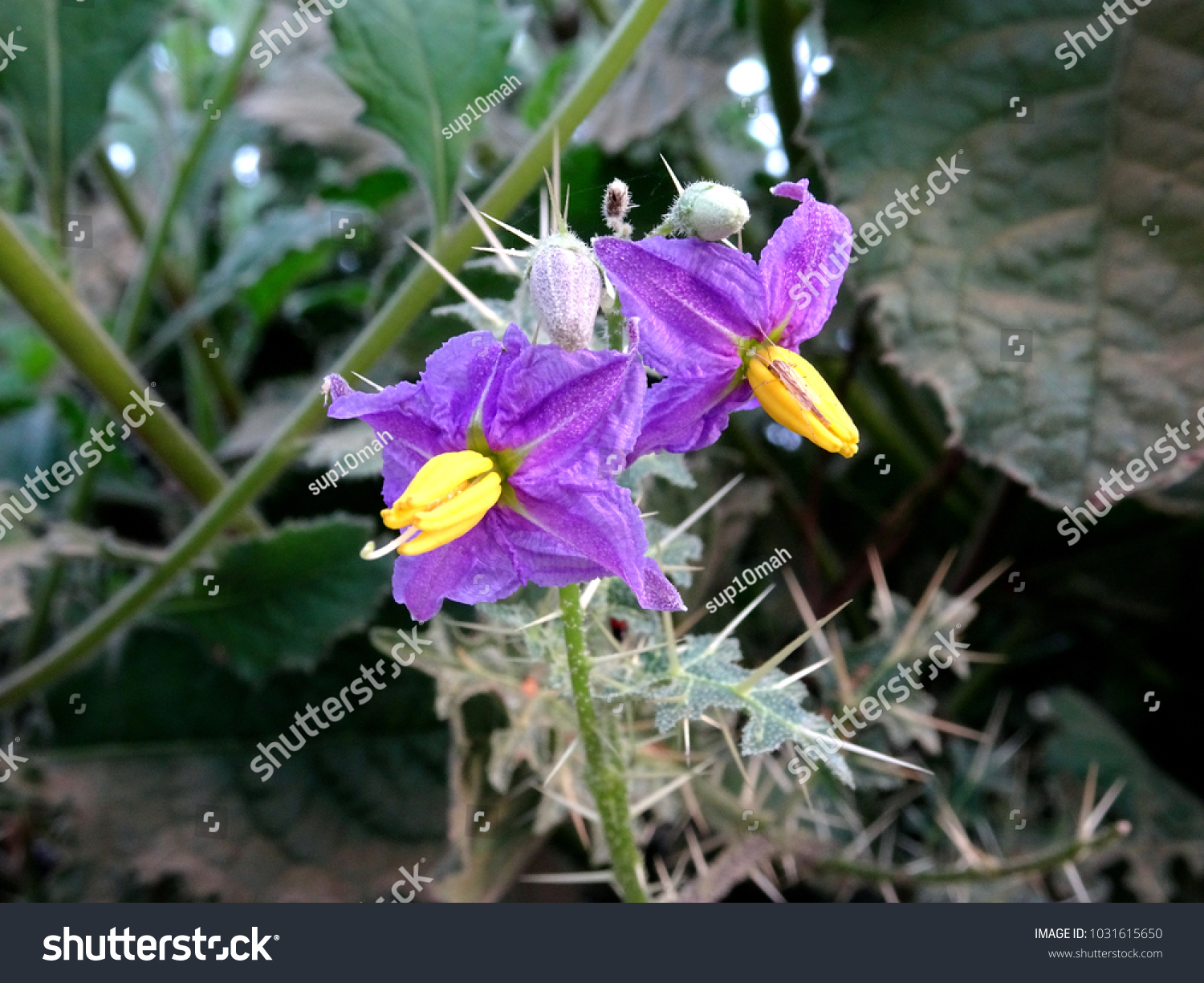 Beautiful Purple Violet Silverleaf Nightshade Solanum Stock Photo Edit Now