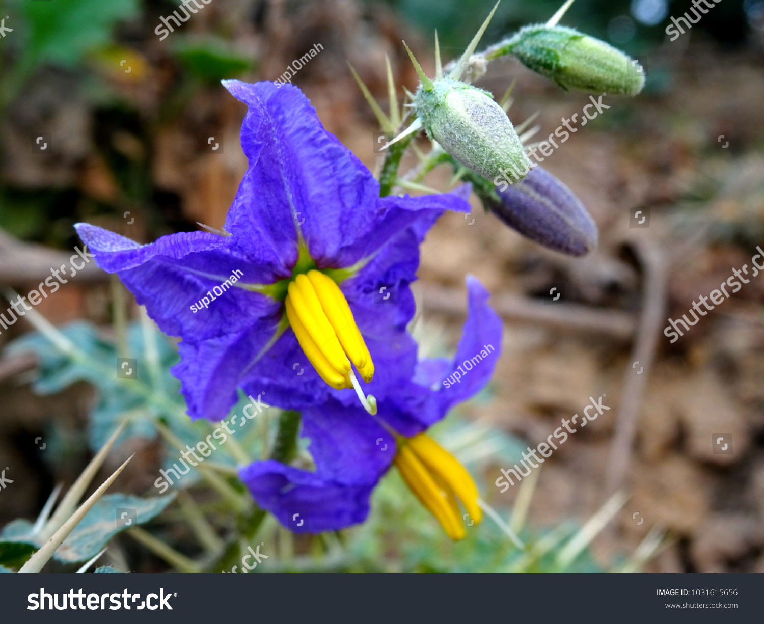 Beautiful Purple Violet Silverleaf Nightshade Solanum Stock Photo Edit Now