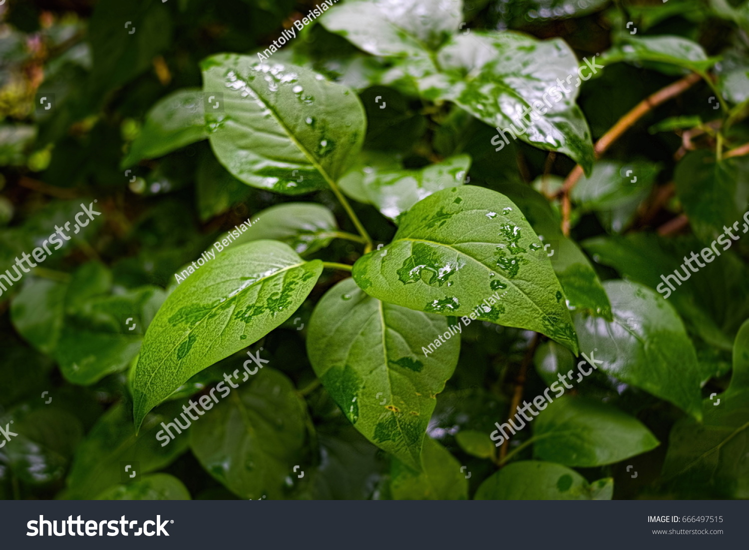 Beautiful Rain Drops On Green Leaves Royalty Free Stock Image