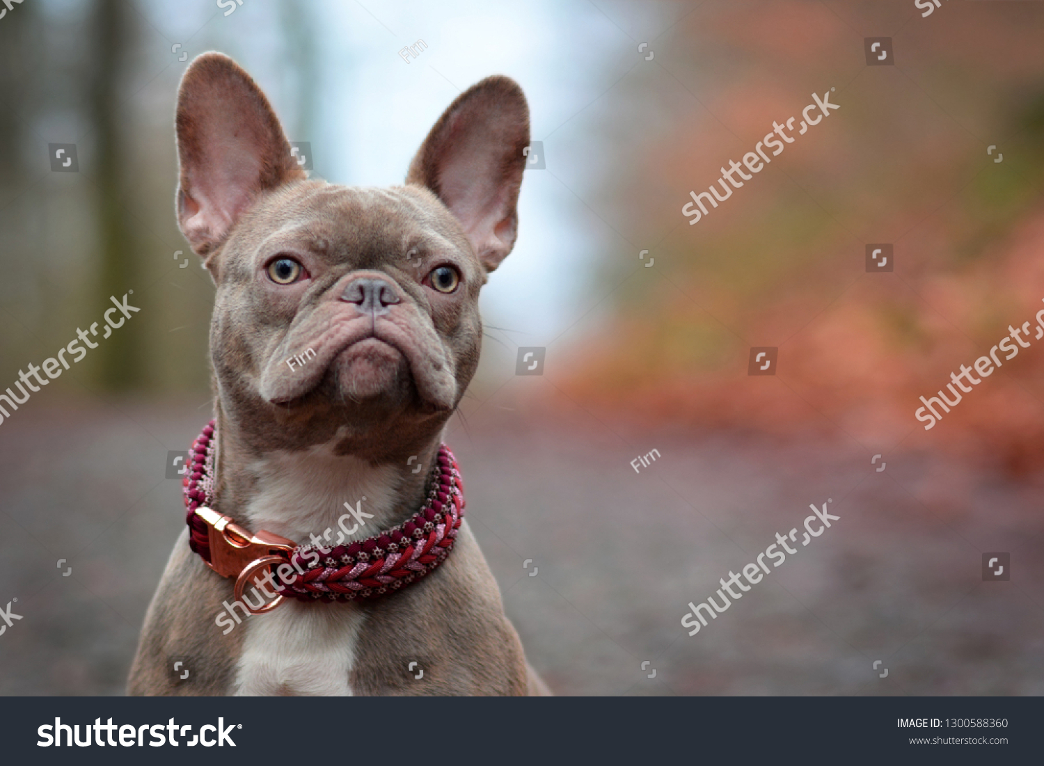 Beautiful Rare Colored Lilac Brindle Female Stock Photo Edit Now 1300588360