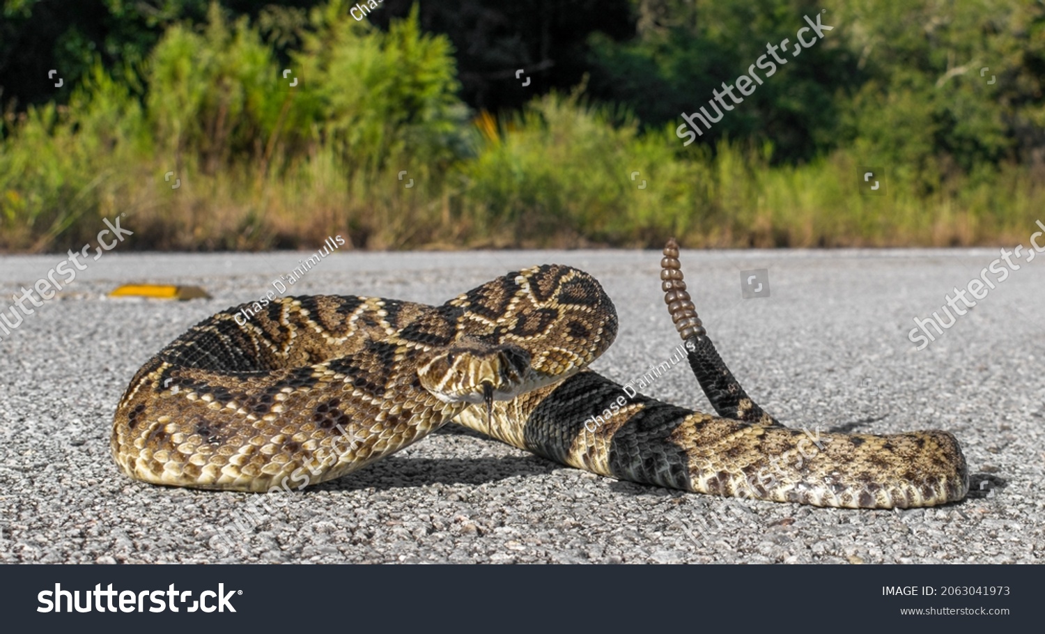 725-snake-crossing-road-images-stock-photos-vectors-shutterstock