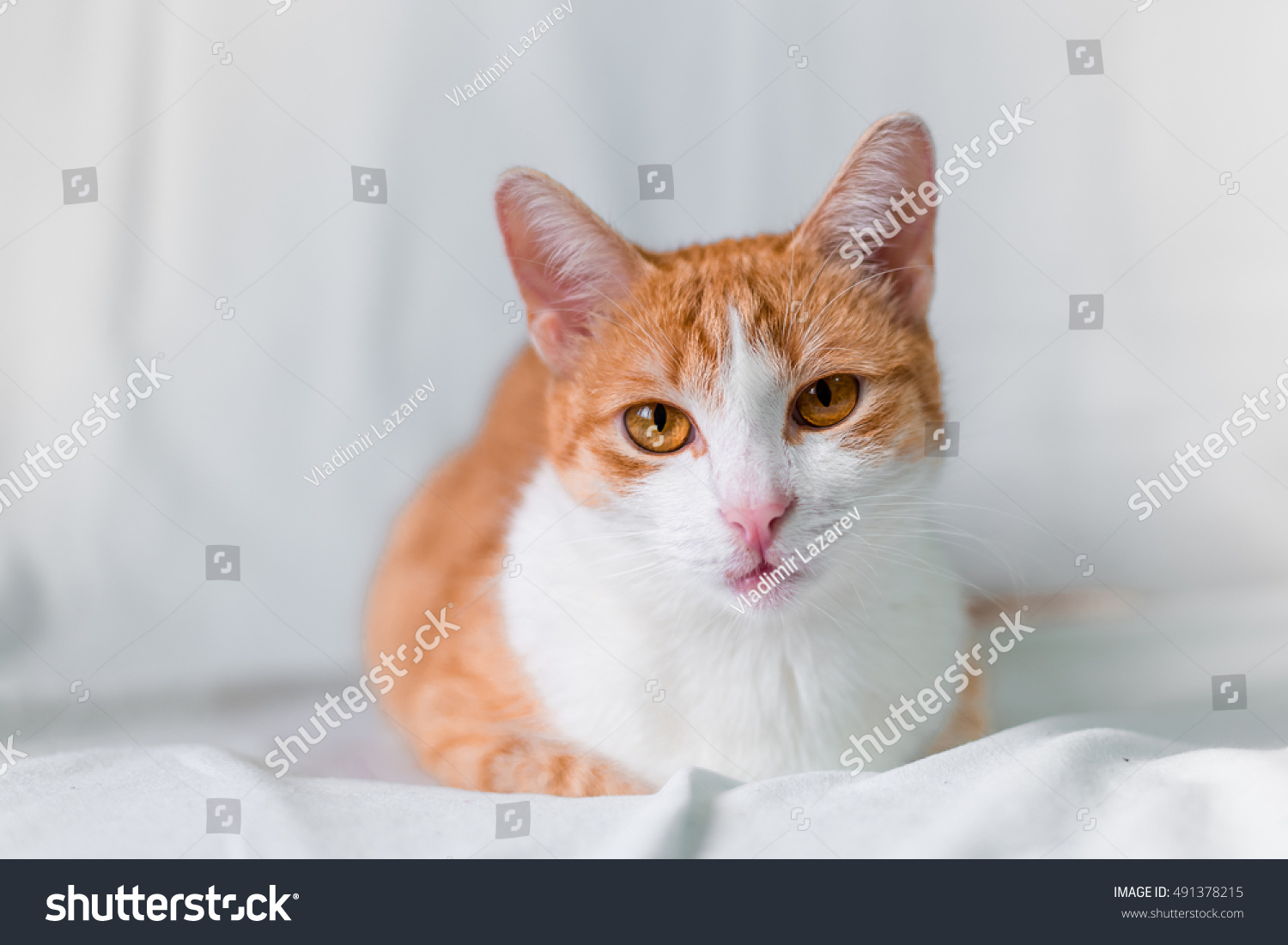 Beautiful Red Cat Stock Photo 491378215 : Shutterstock