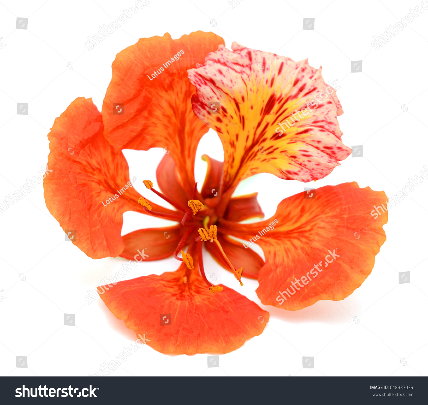 Beautiful Red Delonix Regia Flower Isolated Stock Photo 648937039 ...