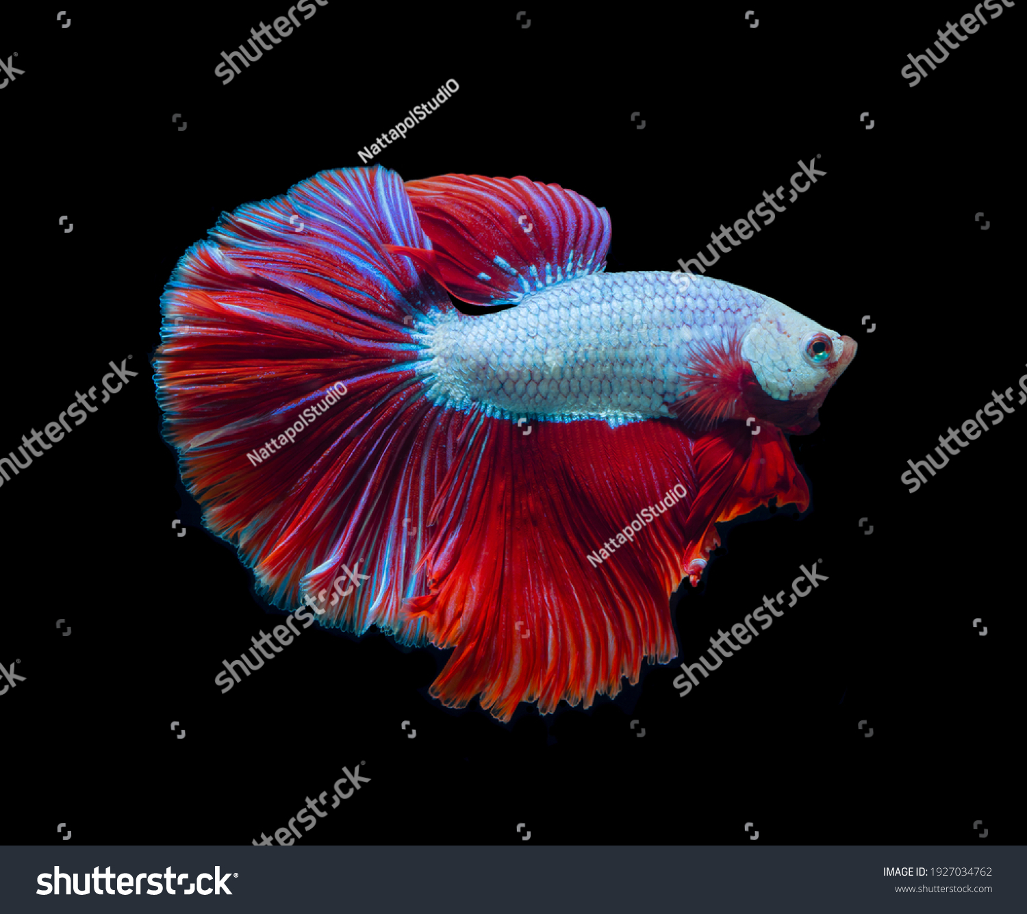 斗鱼 Images, Stock Photos & Vectors | Shutterstock