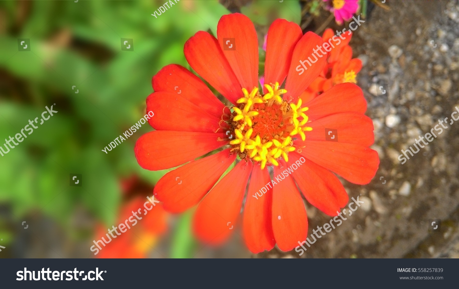 5 021 Most Beautiful Flowers World Images Stock Photos Vectors 5 021 Most Beautiful Flowers World Images Stock Photos Vectors