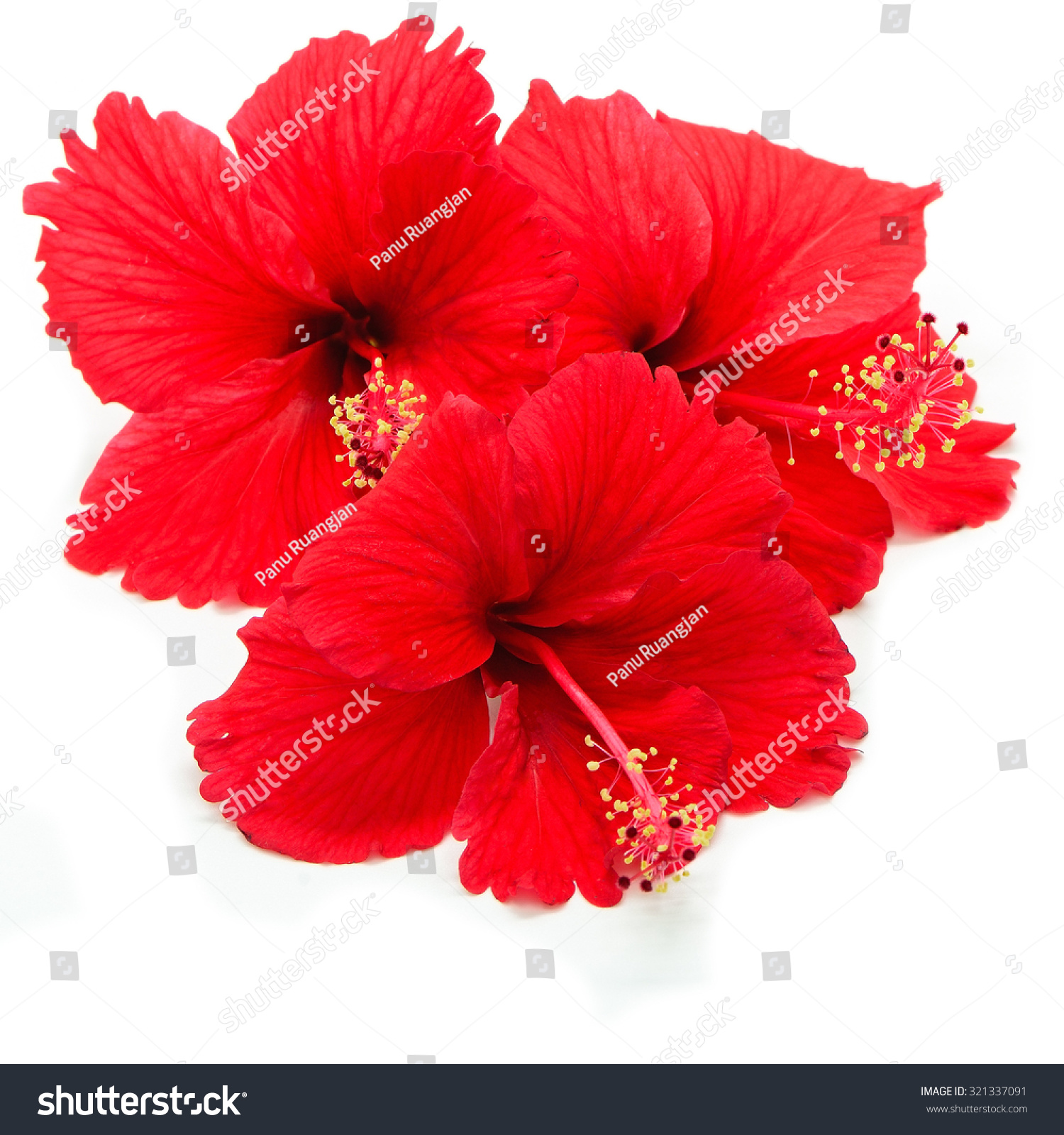 Beautiful Red Hibiscus Flower Isolated On Stock Photo Edit Now Shutterstock