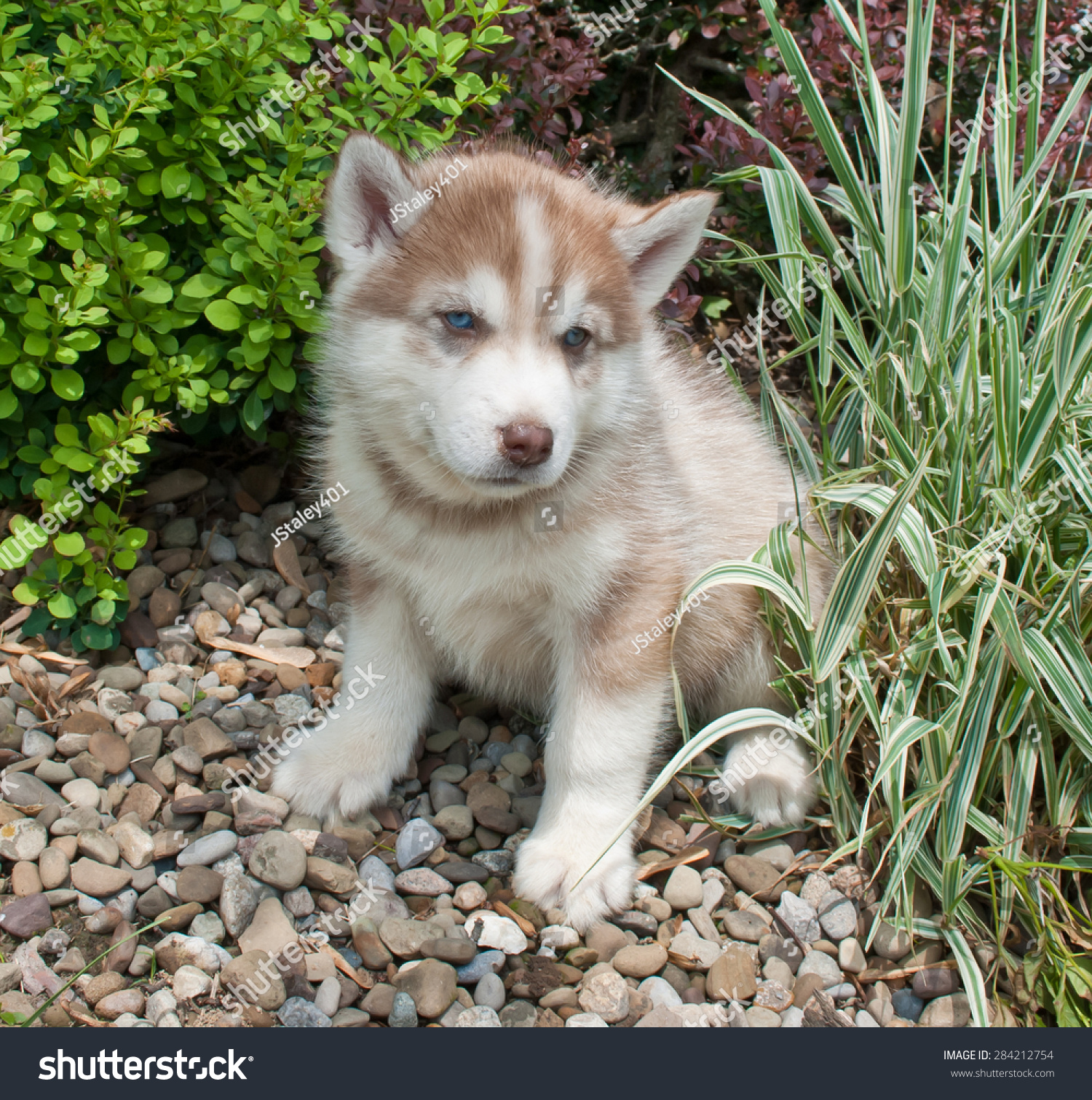 red husky blue eyes