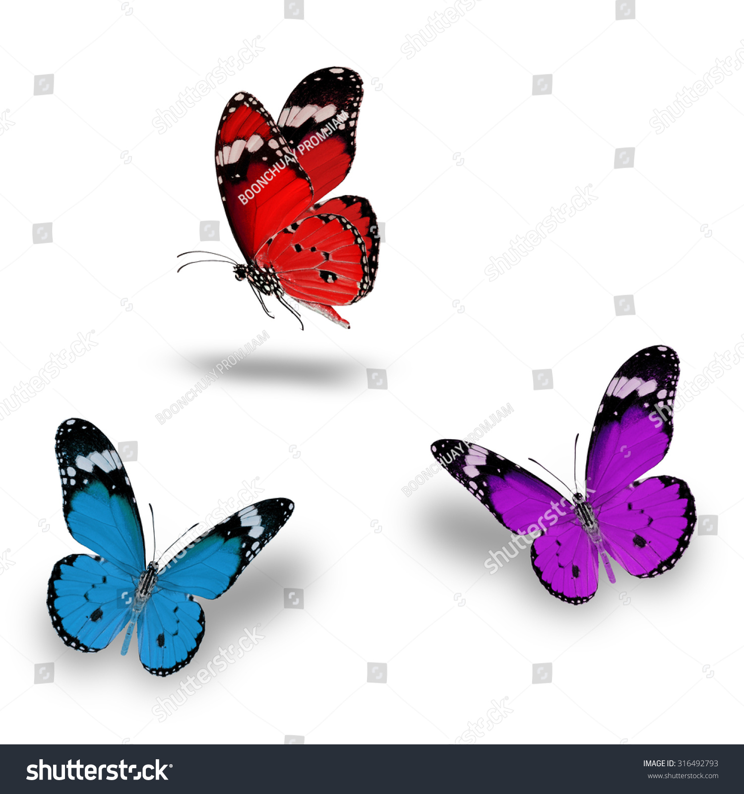 Beautiful Red Light Blue Purple Butterfly Stock Photo 316492793 ...