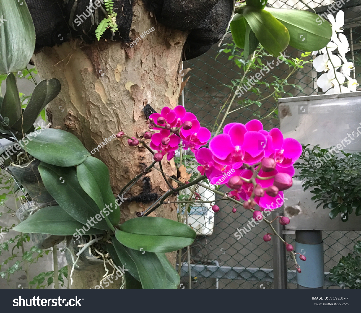  Purple Classic  Template Design Featuring Beautiful Red Orchid Growing on a Tree Branch