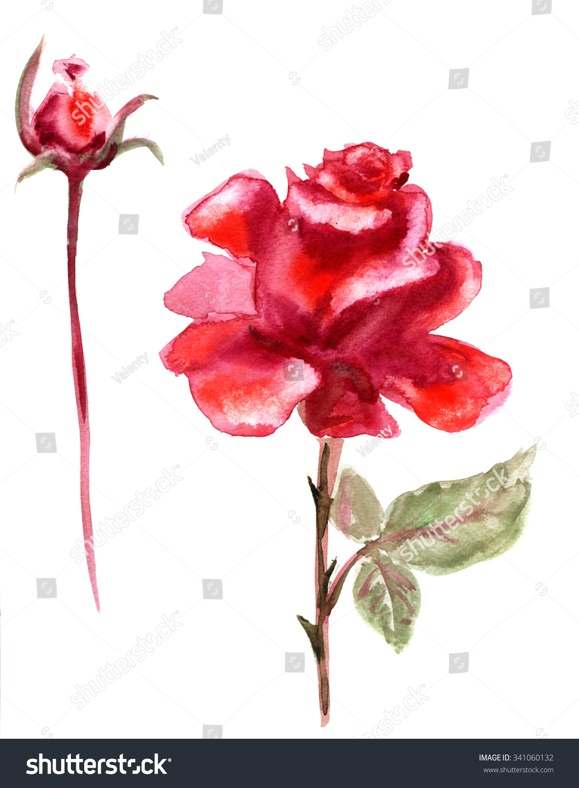 Beautiful Red Rose Flower, Watercolor Wet Drawing Illustration ...