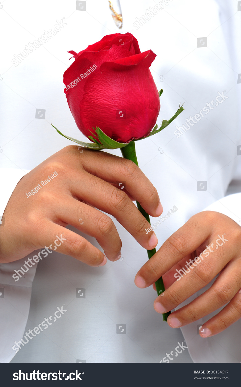 Beautiful Red Rose Hand Stock Photo Edit Now 36134617