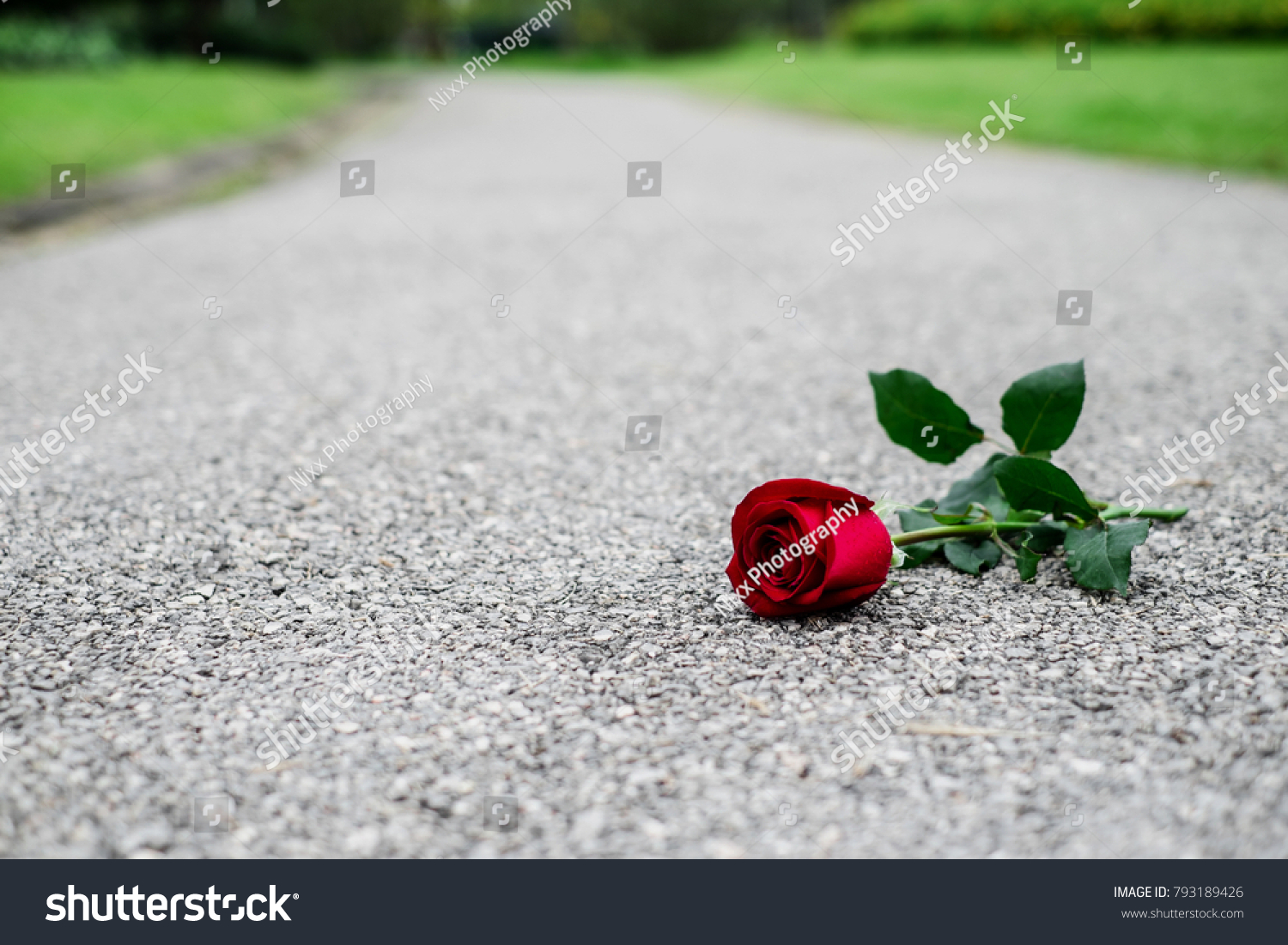 Beautiful Red Rose Left On Walk Stock Photo Edit Now