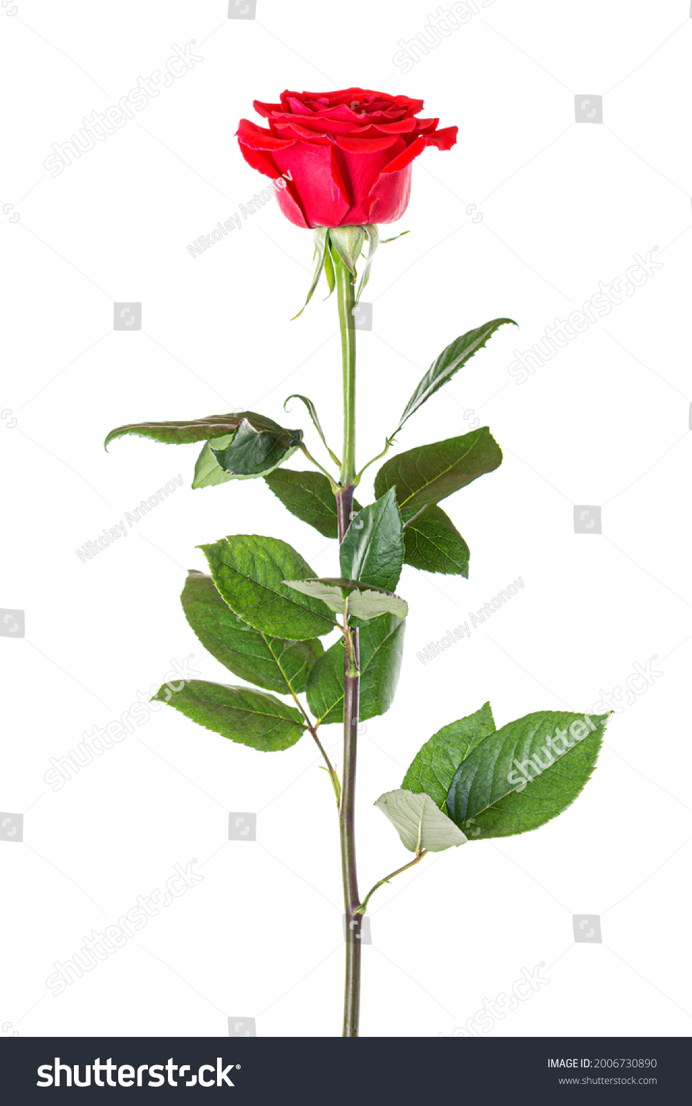 Beautiful Red Rose Long Stem Isolated Stock Photo 2006730890 Shutterstock Stock Photo Beautiful Red Rose With Long Stem Isolated On White Background 2006730890