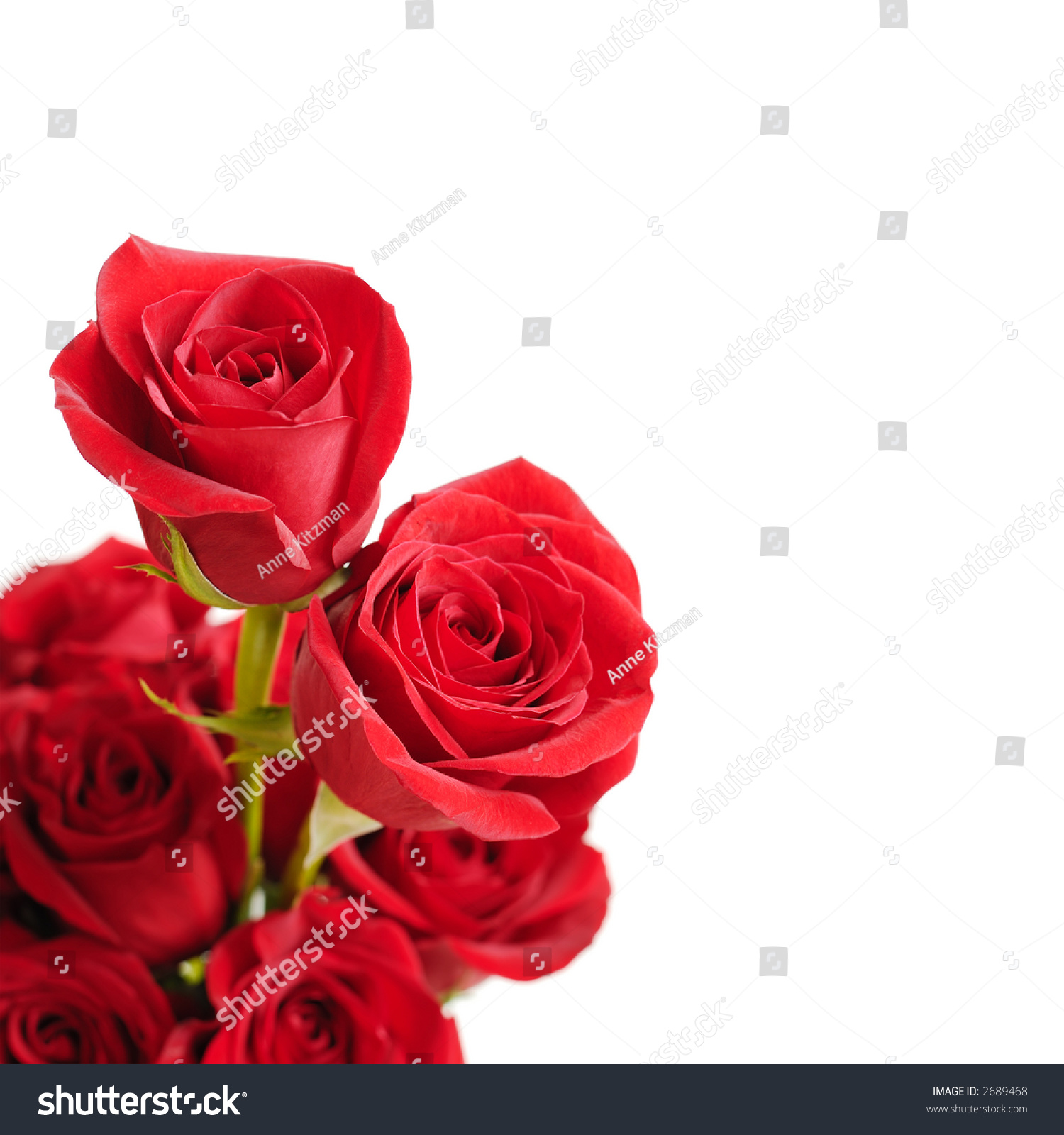 Beautiful Red Roses On White Background Stock Photo 2689468 - Shutterstock