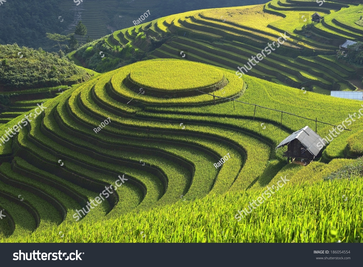 Beautiful Rice Terrace Mu Cang Chai Stock Photo 186054554 - Shutterstock