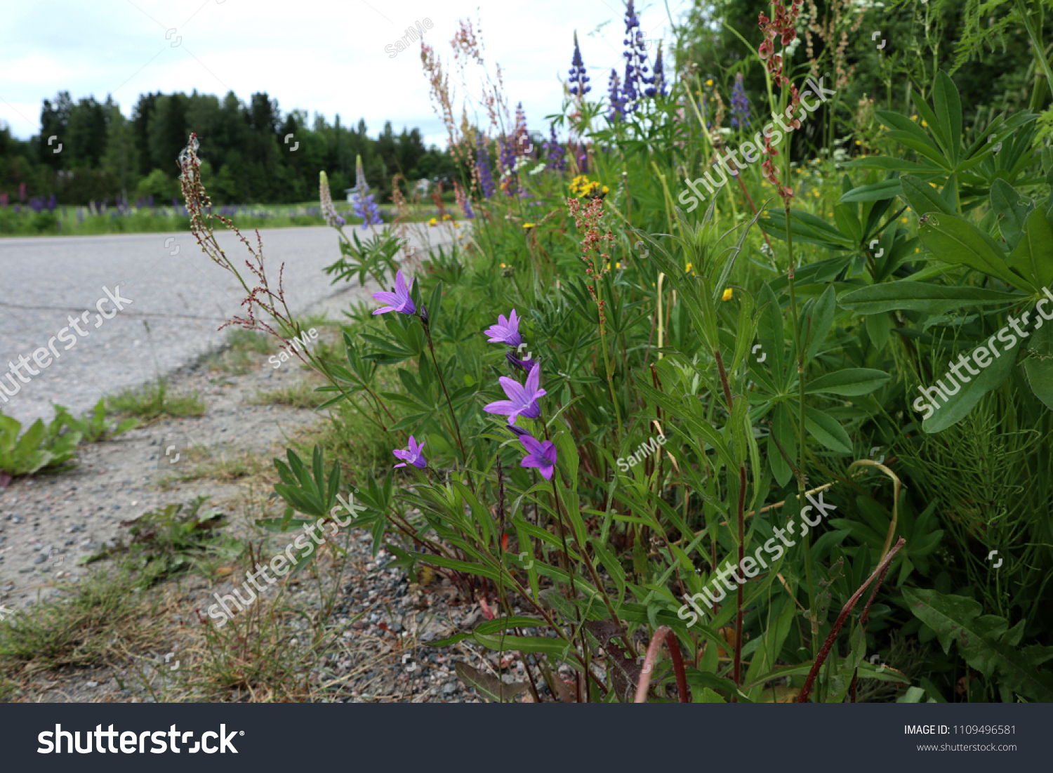 Beautiful Roadside Flowers Mugwort Artemisia Vulgaris Nature Stock Image 1109496581