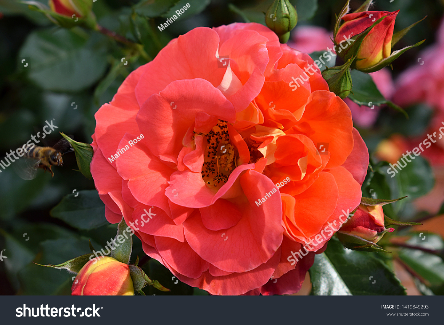 Beautiful Rose Bush Spring Garden Rose Stock Photo Edit Now