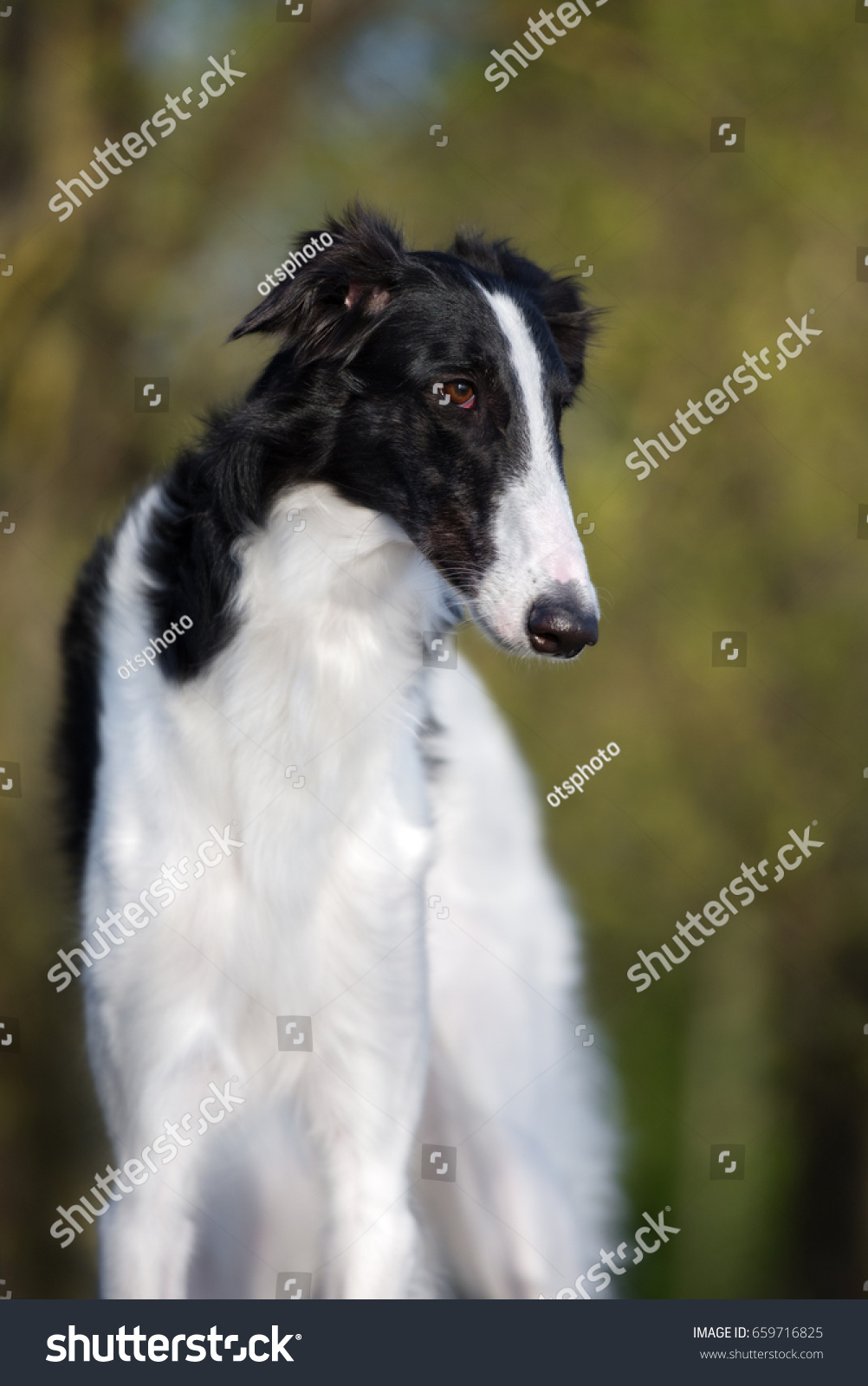 Beautiful Russian Borzoi Dog Posing Outdoors Animals Wildlife Stock Image 659716825