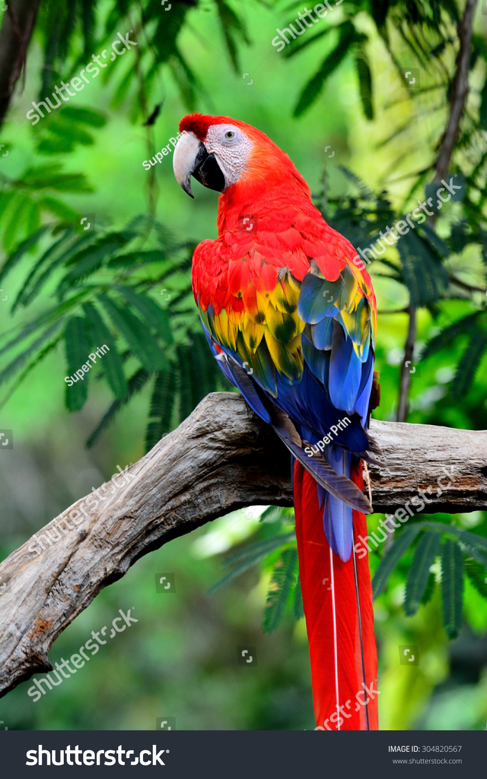 Beautiful Scarlet Macao Perching Stock Photo (Edit Now)