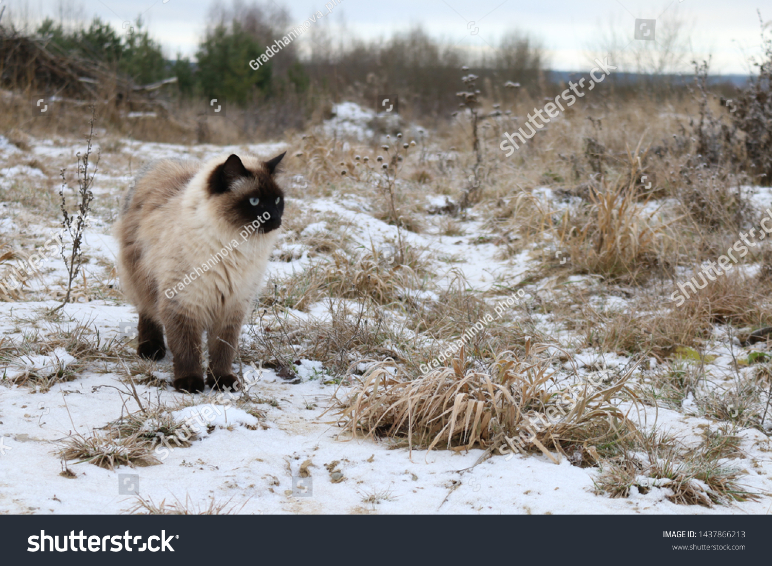 Beautiful Siamese Fluffy Cat Snow Burmese Stock Photo Edit Now 1437866213