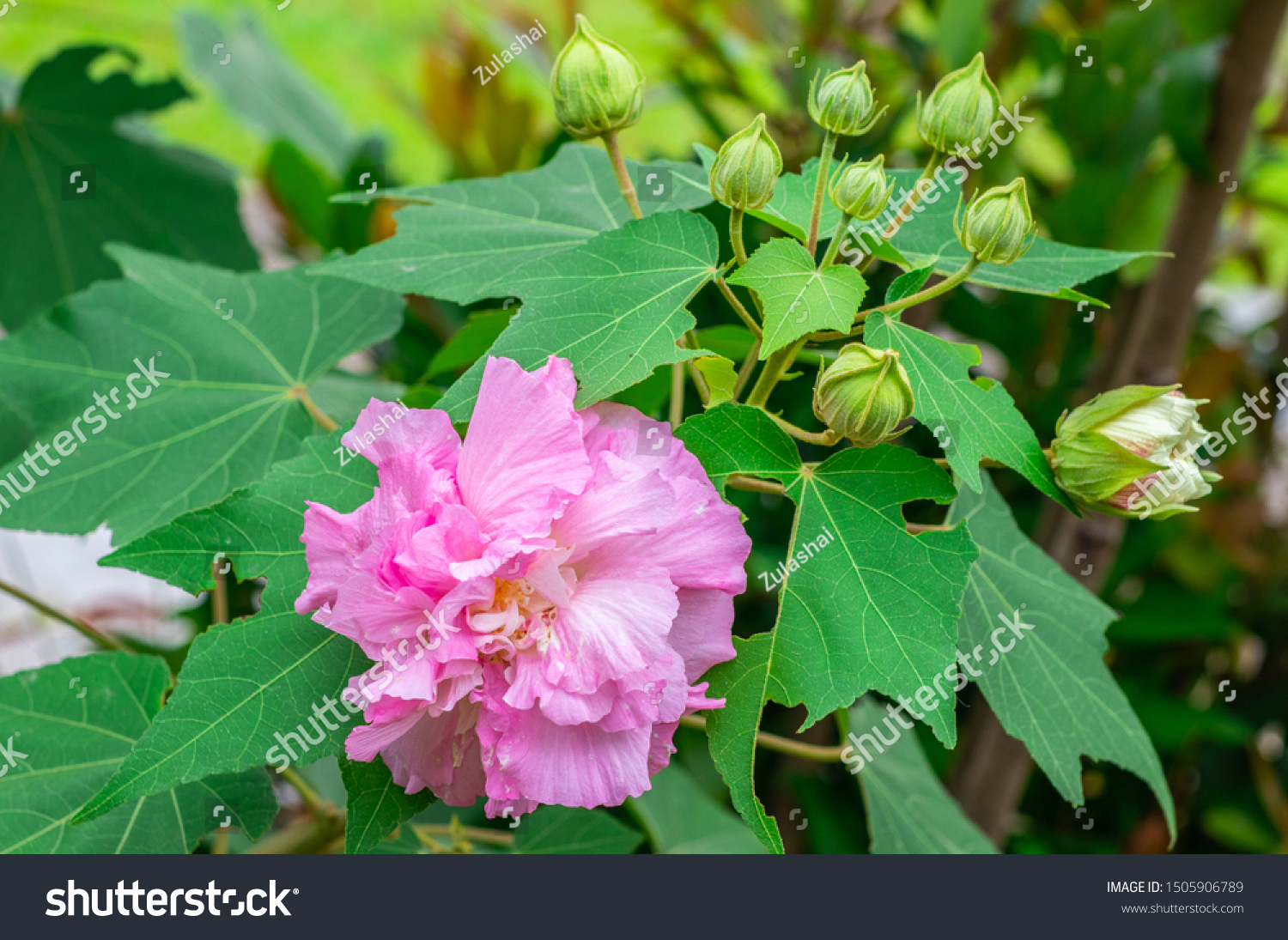 Beautiful Soft Pink Flower Cotton Rose Stock Photo Edit Now