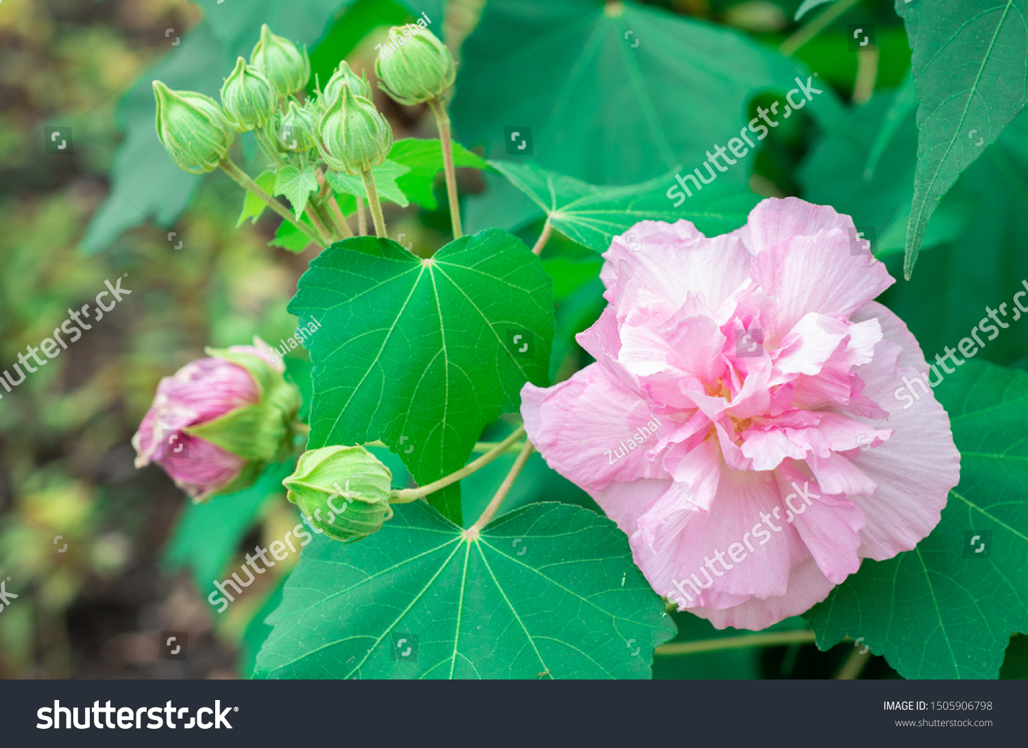 Beautiful Soft Pink Flower Cotton Rose Stock Photo Edit Now