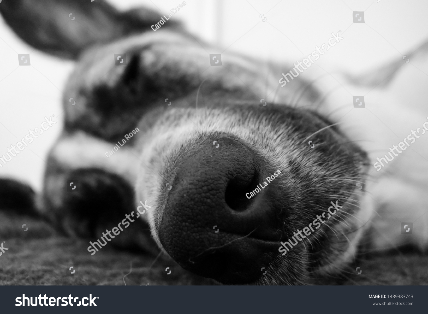 Beautiful Spanish Mastiff Dog Background Stock Photo Edit Now 1489383743