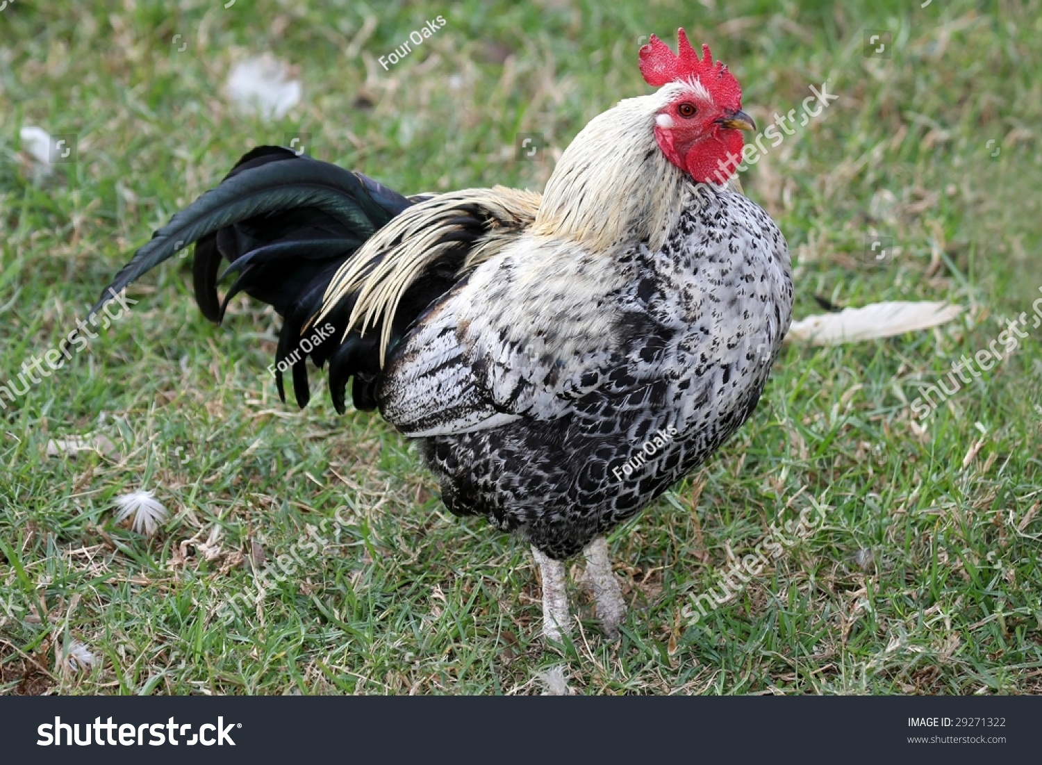 Beautiful Speckled Rooster Bird With Red Comb Stock Photo 29271322 ...