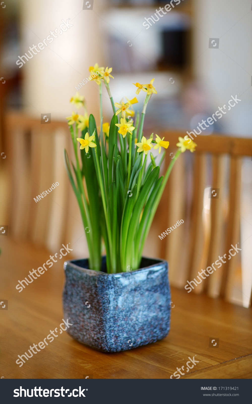 Beautiful Spring Narcissus Flowers Pot On Stock Photo 171319421  Shutterstock